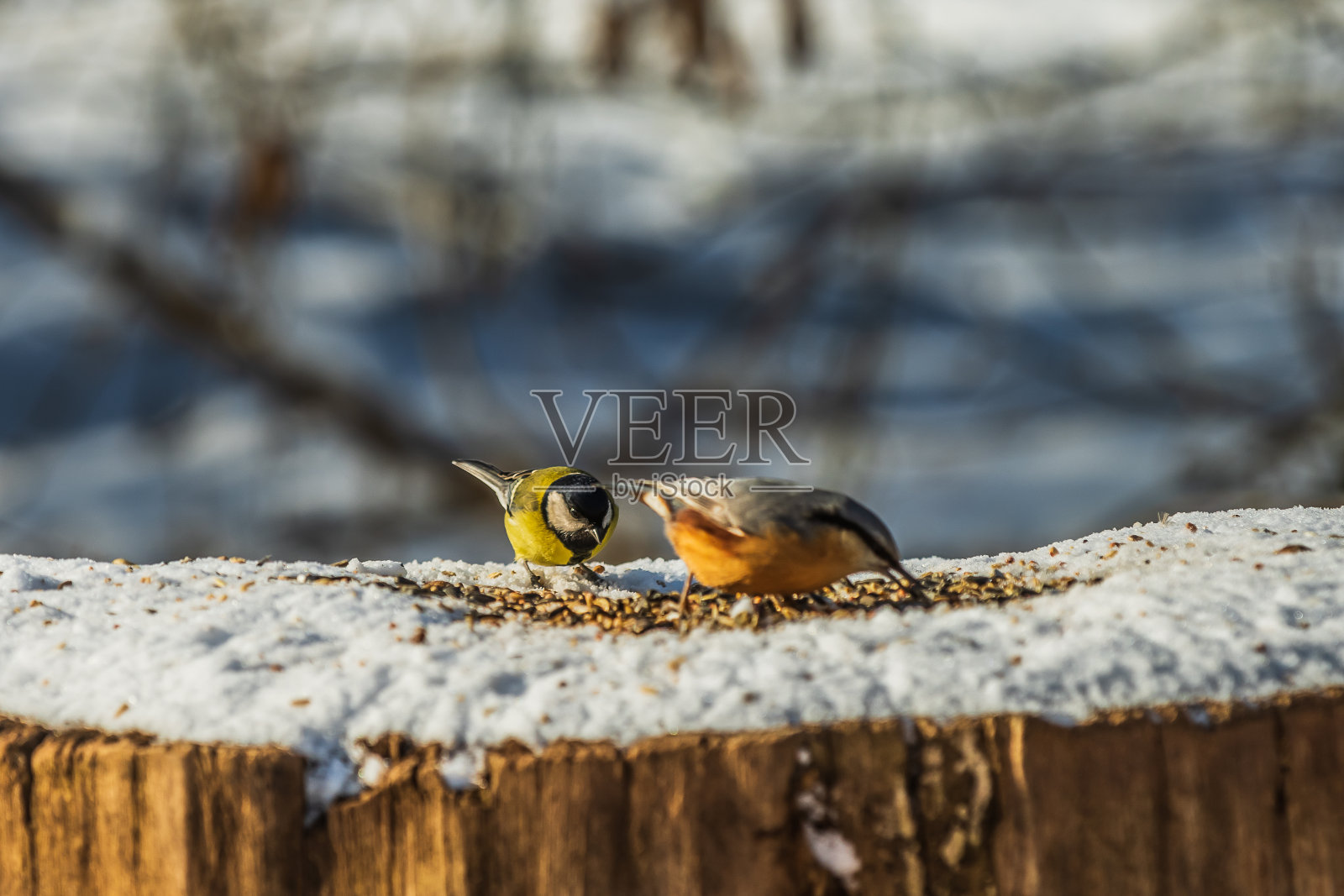 冬季，蓝山雀与啄木鸟山雀在树干上照片摄影图片