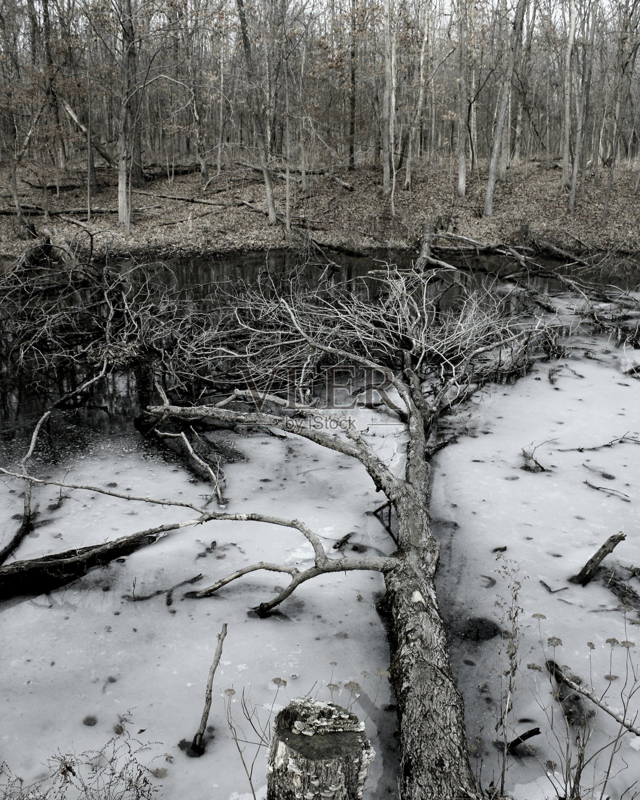 倒下的树照片摄影图片
