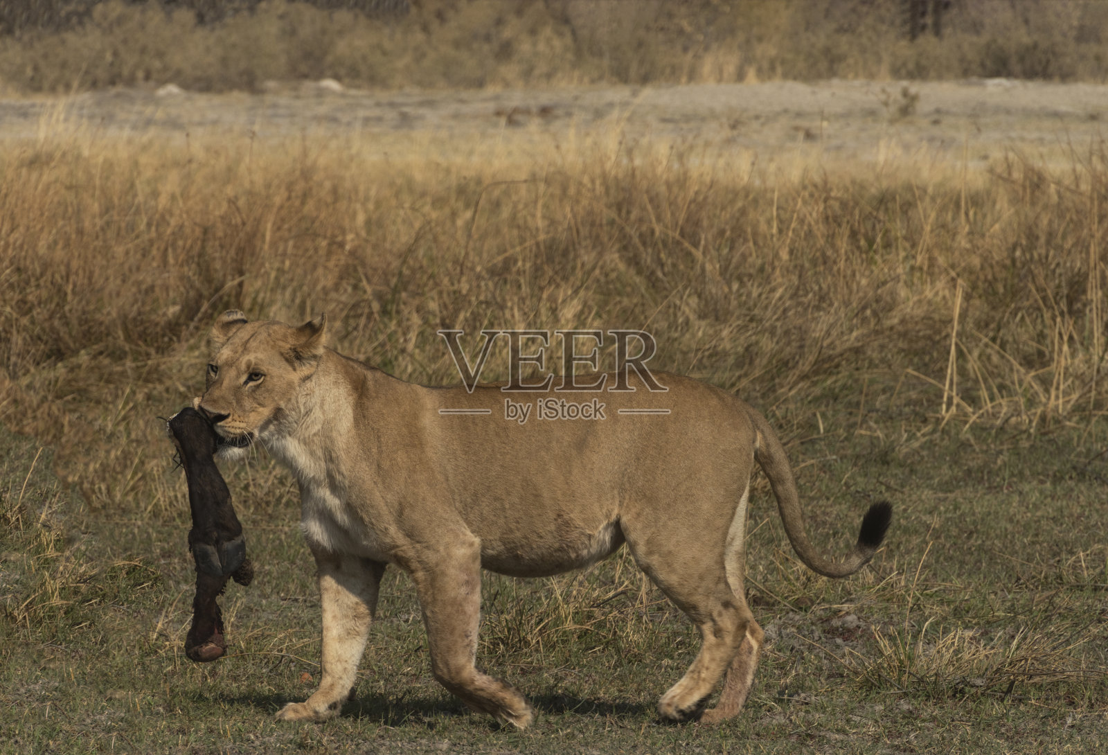 母狮抱着水牛腿照片摄影图片