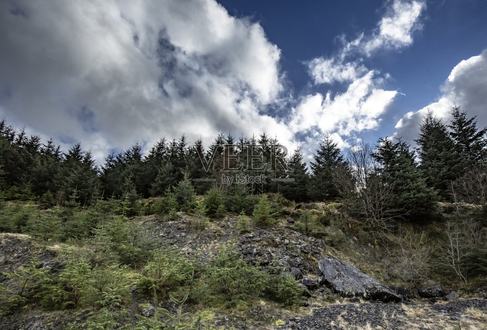 冻结池塘附近的林地。照片摄影图片
