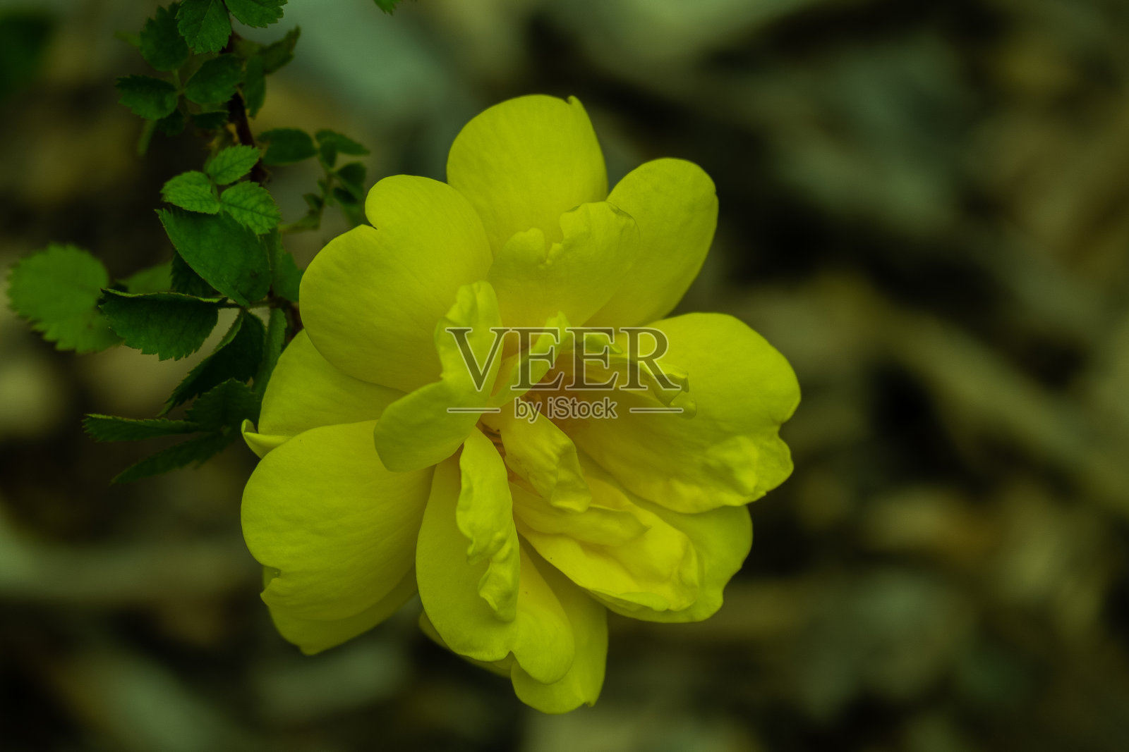 花园里盛开着黄色的玫瑰花照片摄影图片