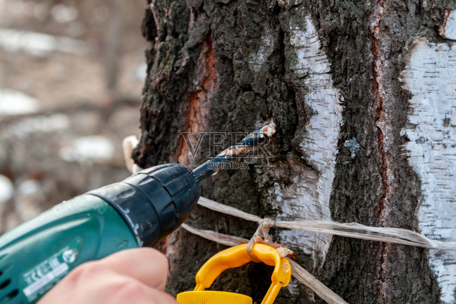 收集桦树汁。照片摄影图片