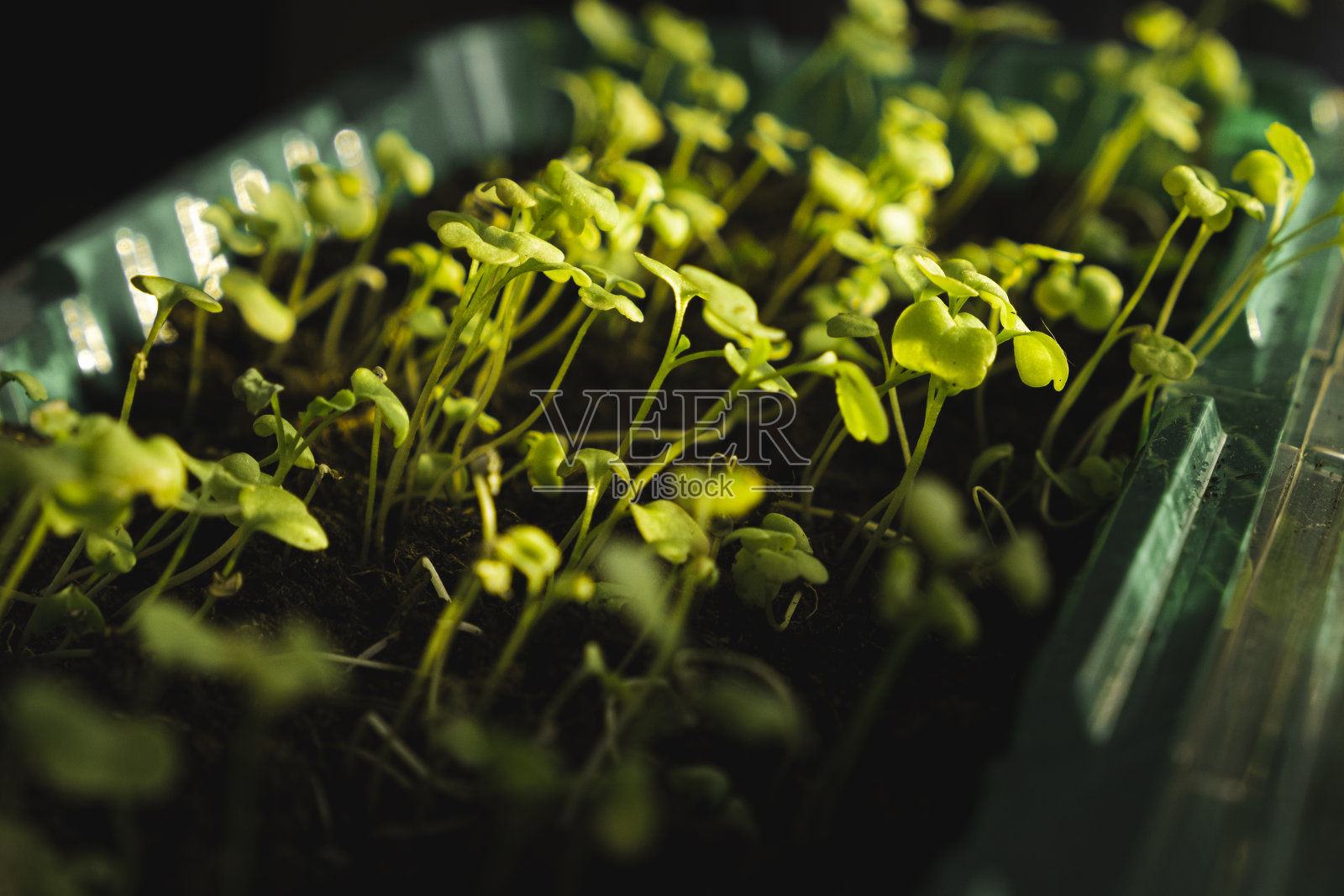 微型绿色植物在自家窗台上发芽。健康食品的概念照片摄影图片