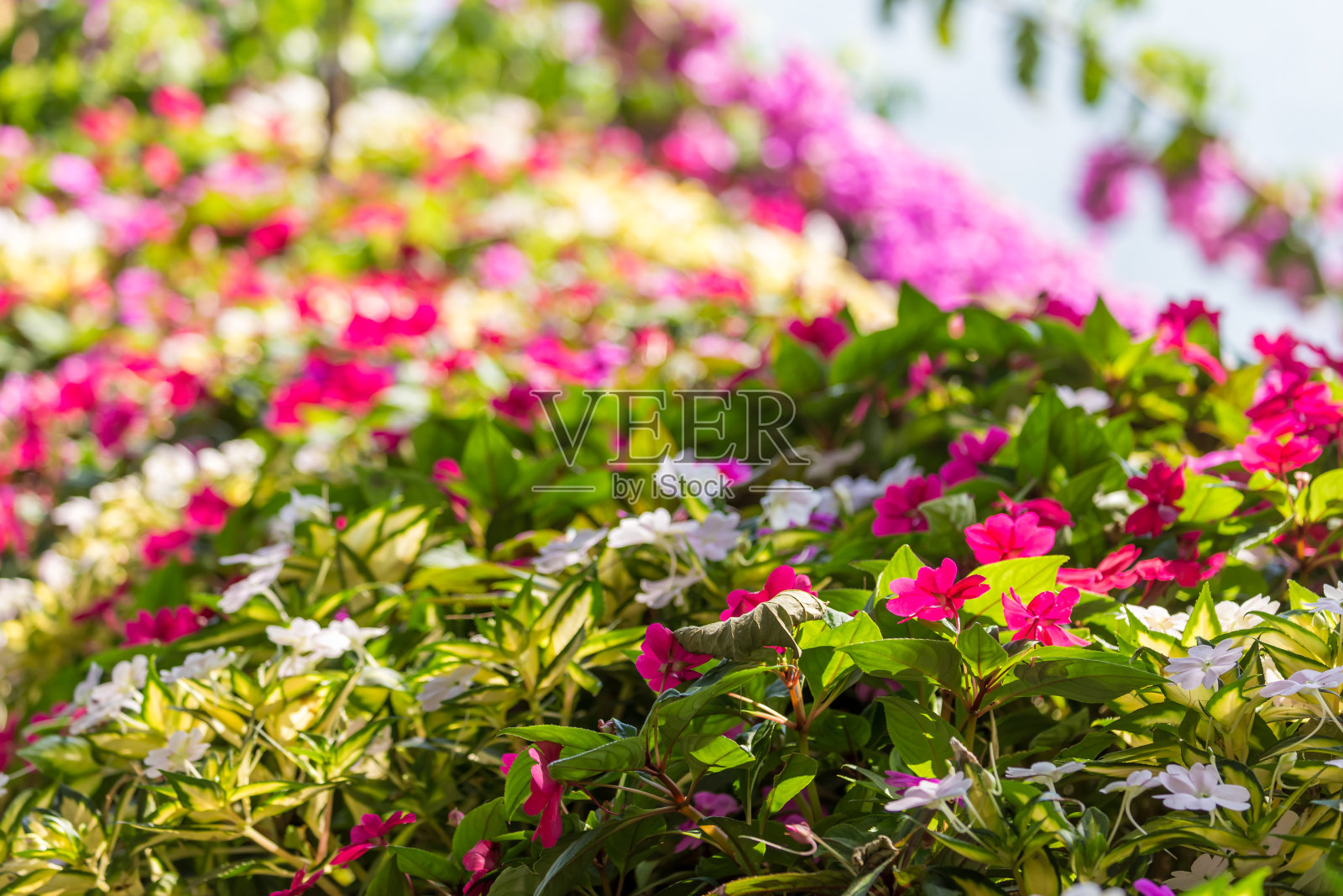 博罗梅奥岛-意大利照片摄影图片