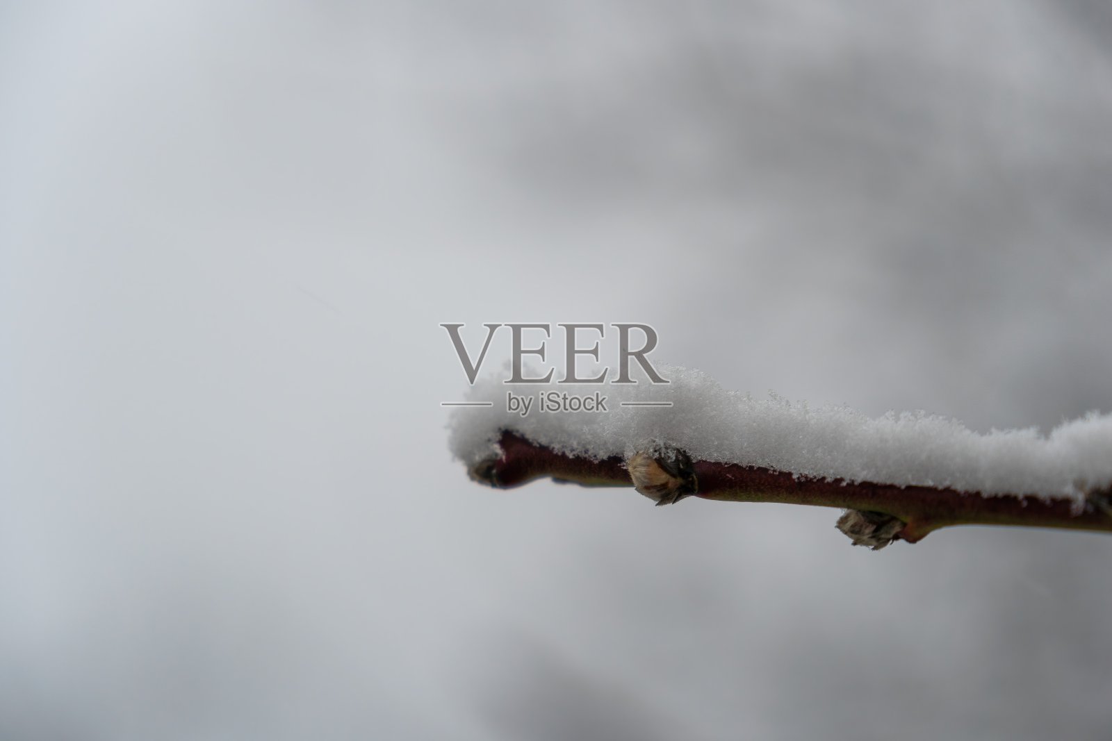 白雪覆盖的桃树树枝的特写。雪覆盖了花。雪和桃花。花树的树枝上覆盖着雪。春天有大雪照片摄影图片