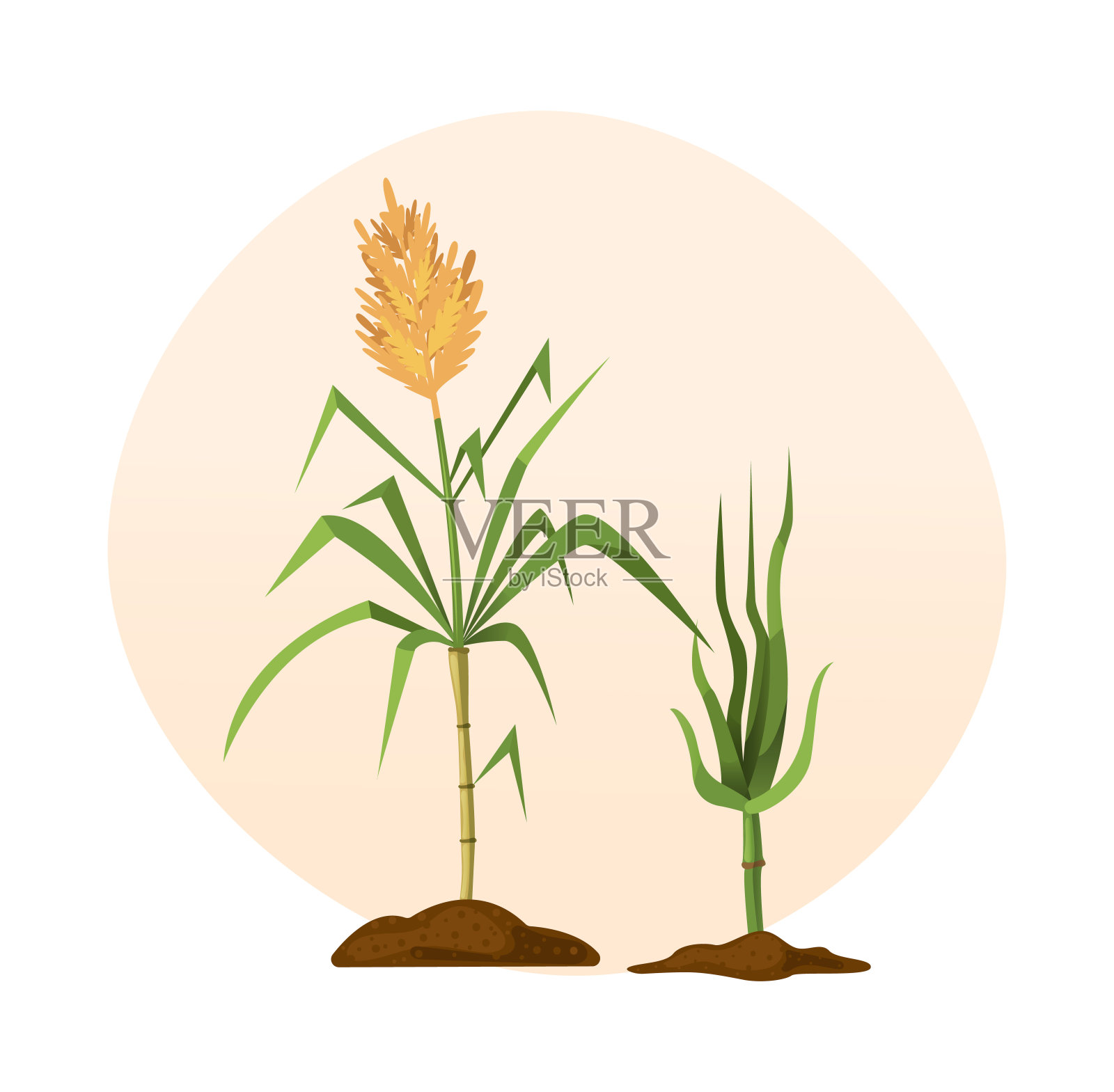 鲜甘蔗糖与茎和叶植物设置。甘蔗，甘蔗糖块，竹子。天然有机酒精工业食品卡通插画图片素材