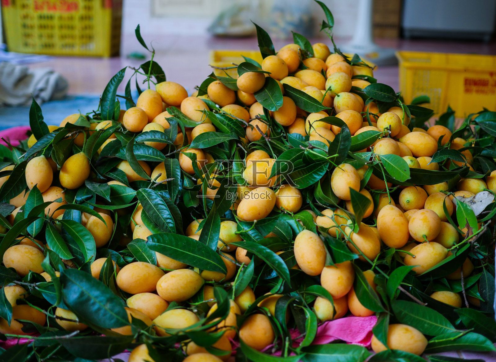 甜黄色玛丽安李子在花园里照片摄影图片