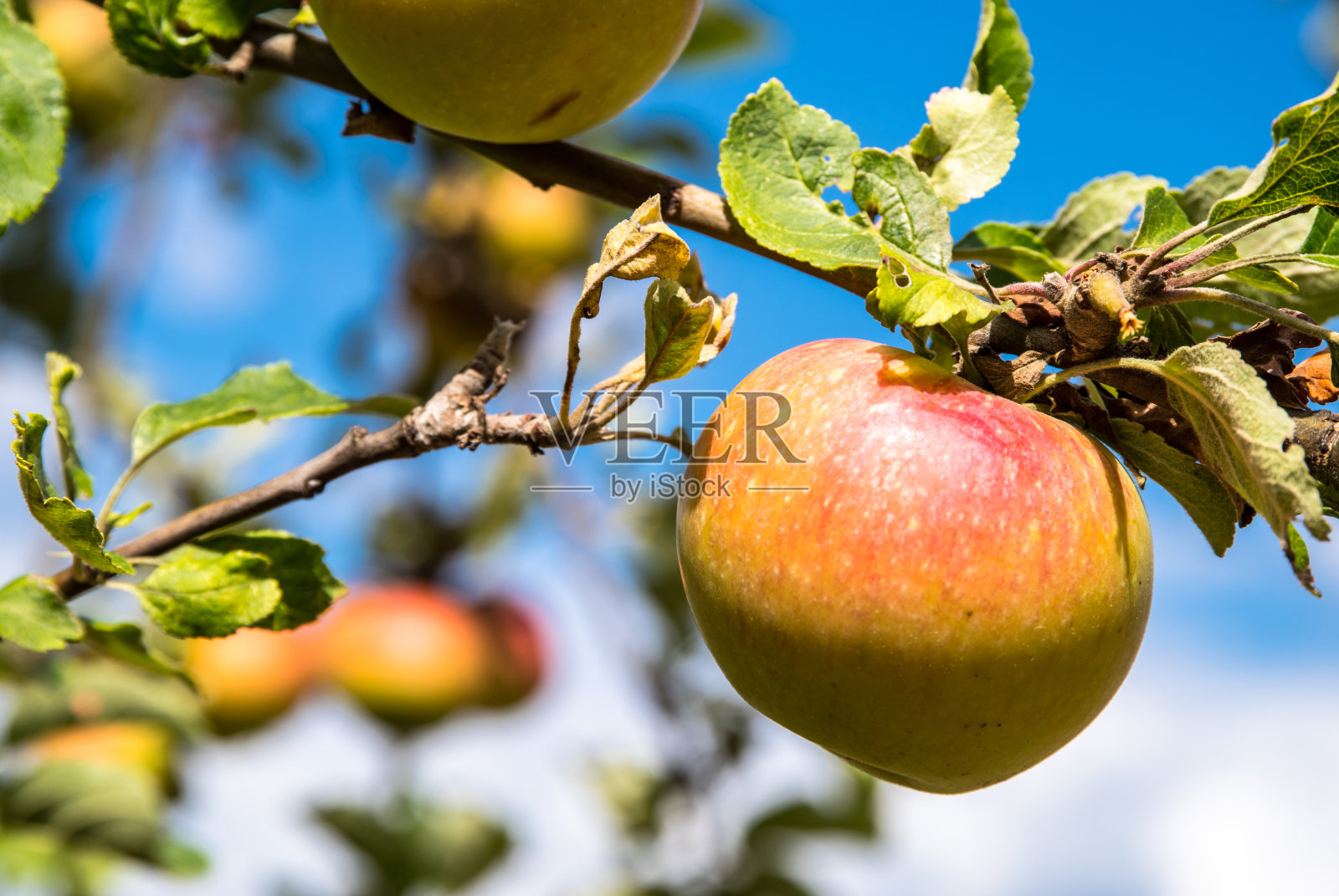 树枝上有红黄的苹果，绿叶上有钢蓝色的背景照片摄影图片