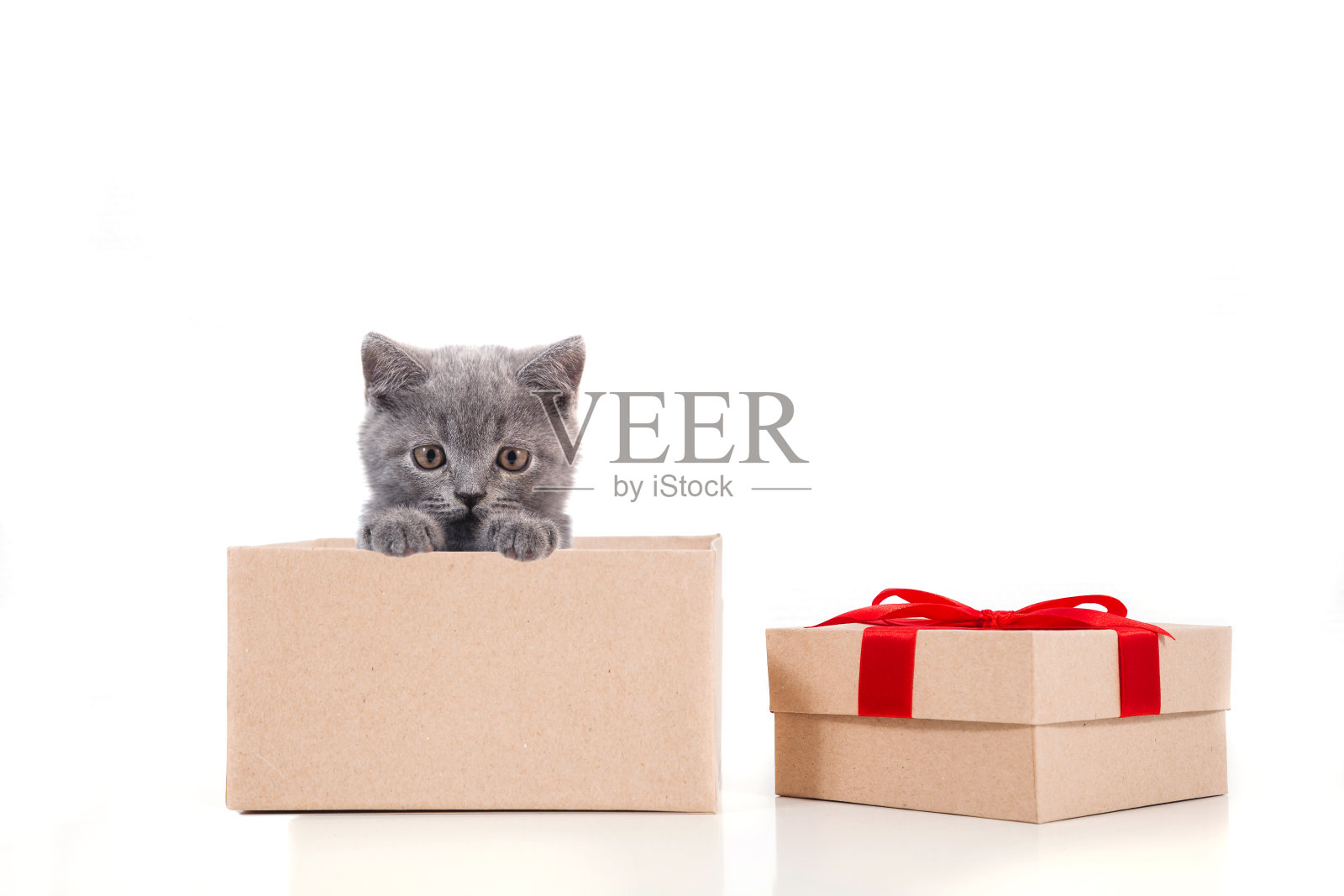 白色背景上的小猫英国人照片摄影图片