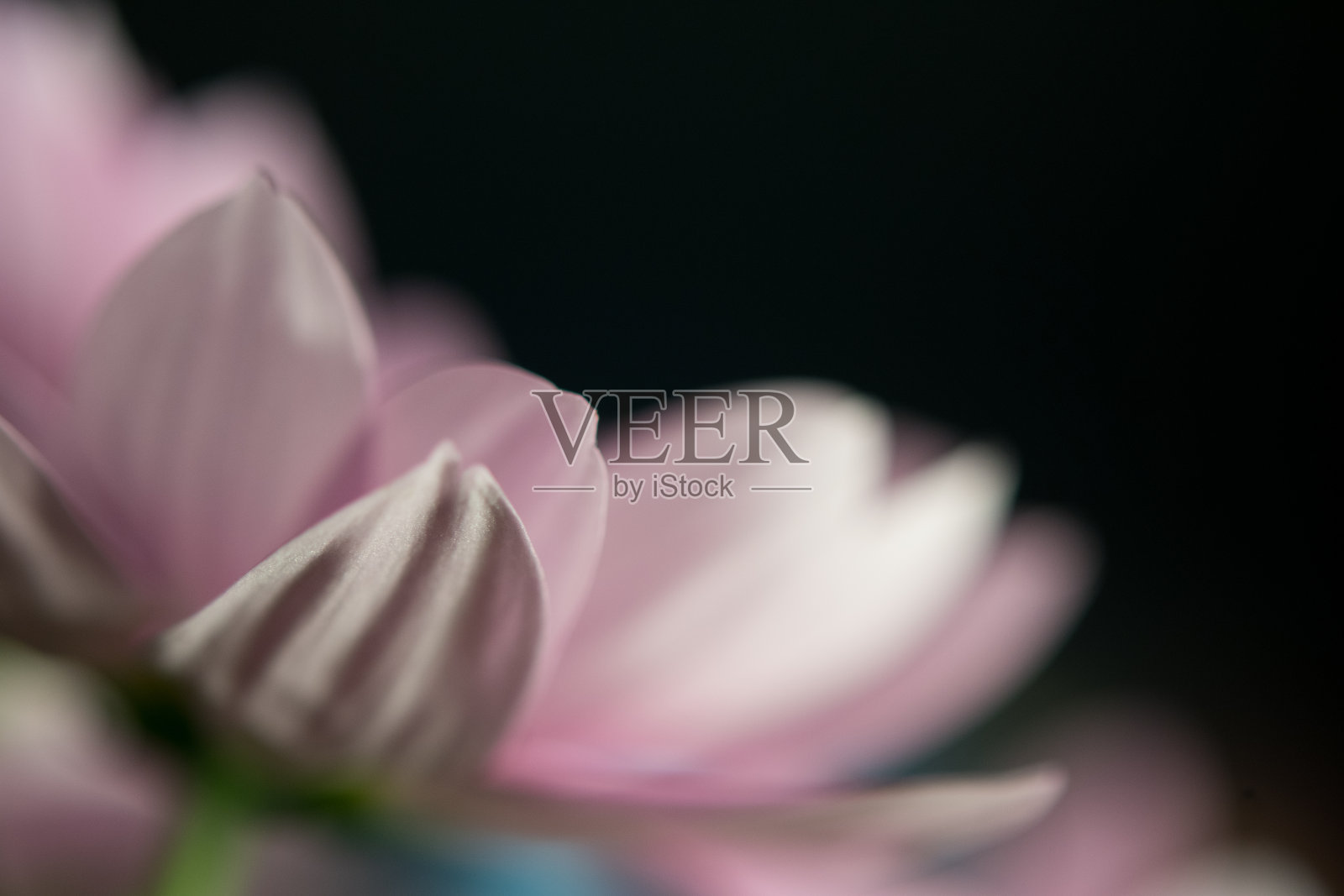 紫色花朵特写照片摄影图片