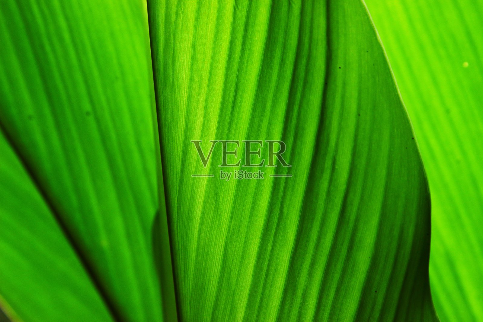 抽象的绿叶照片摄影图片