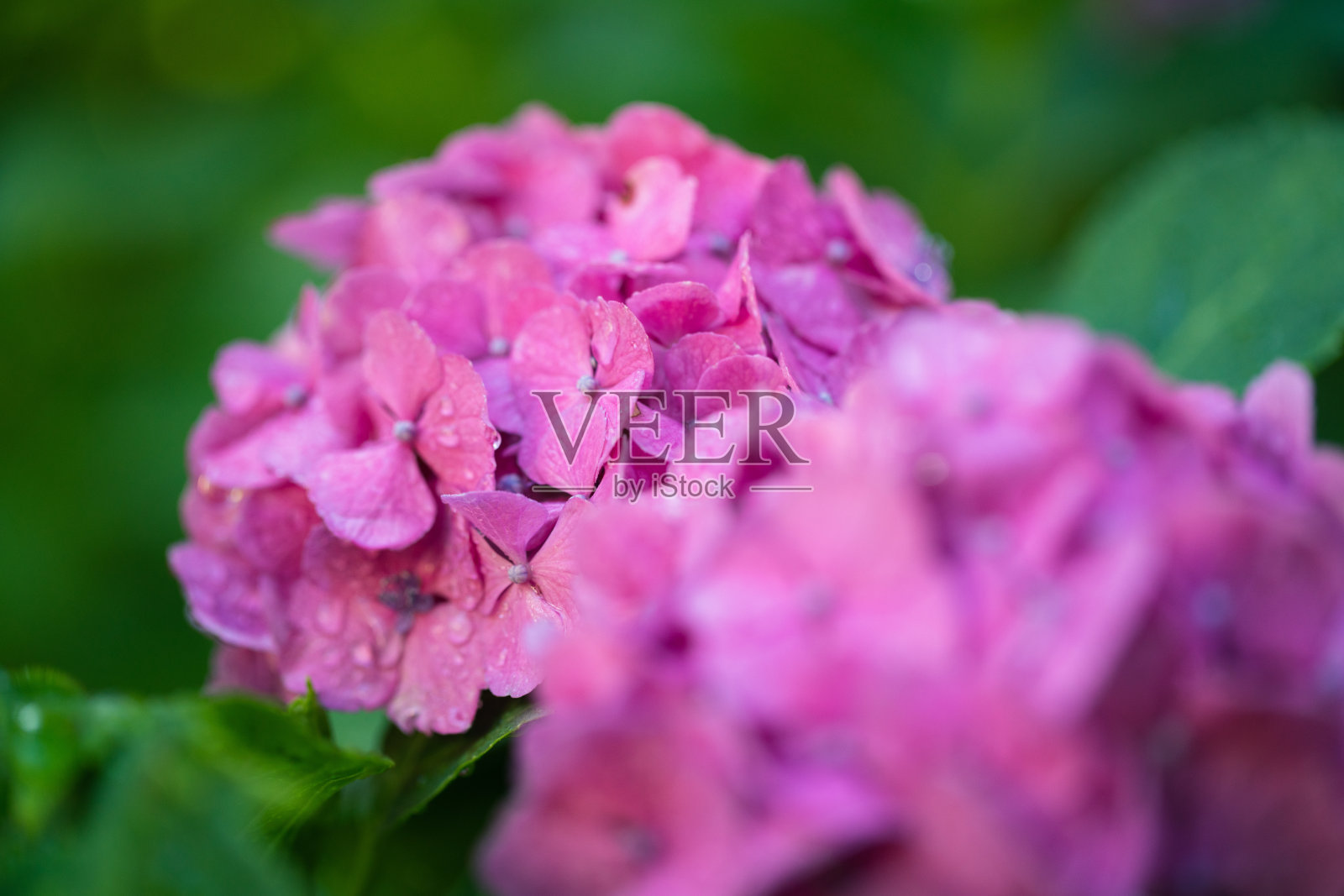 在绣球花花园里照片摄影图片