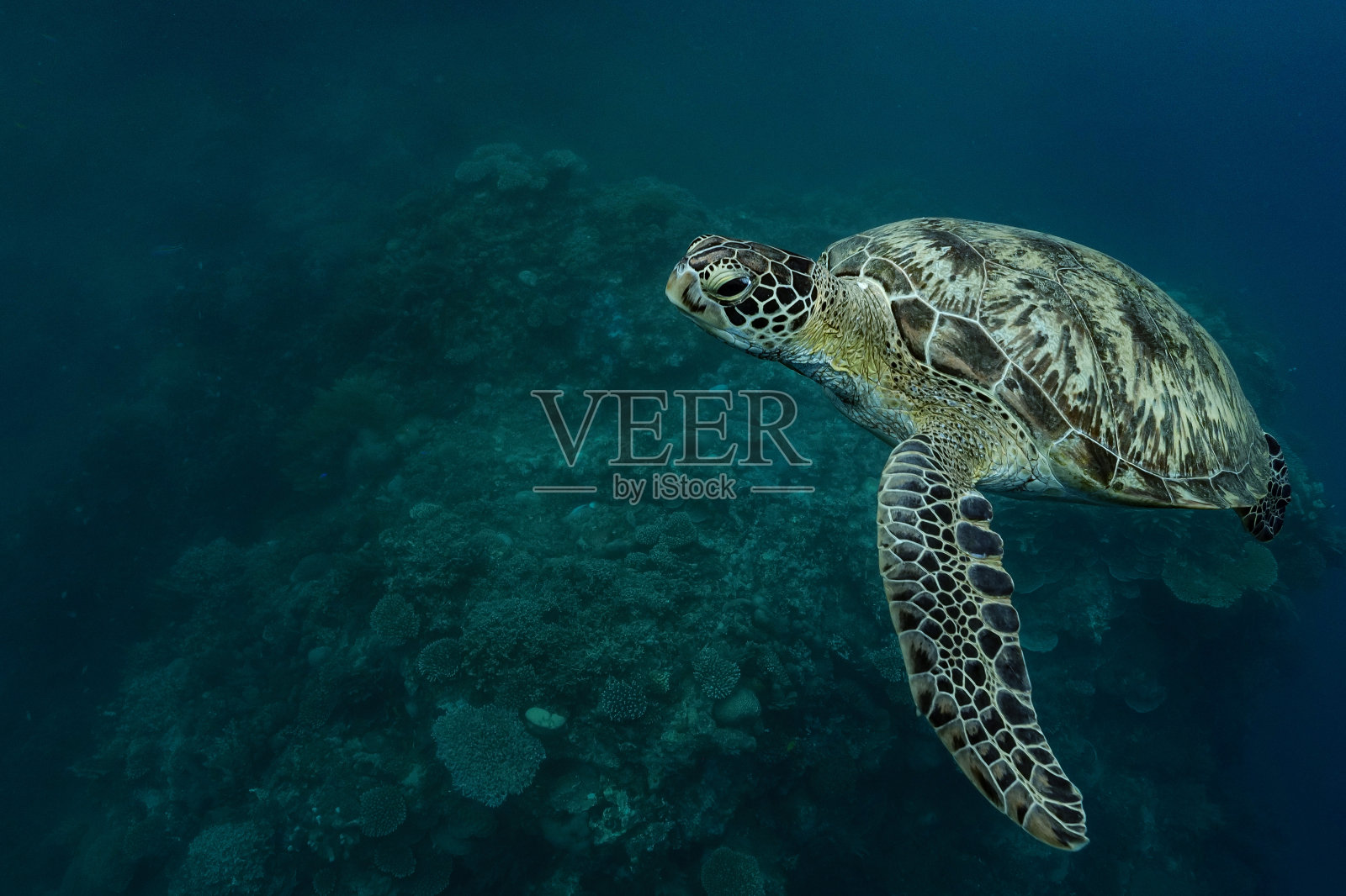 蓝色的绿海龟照片摄影图片