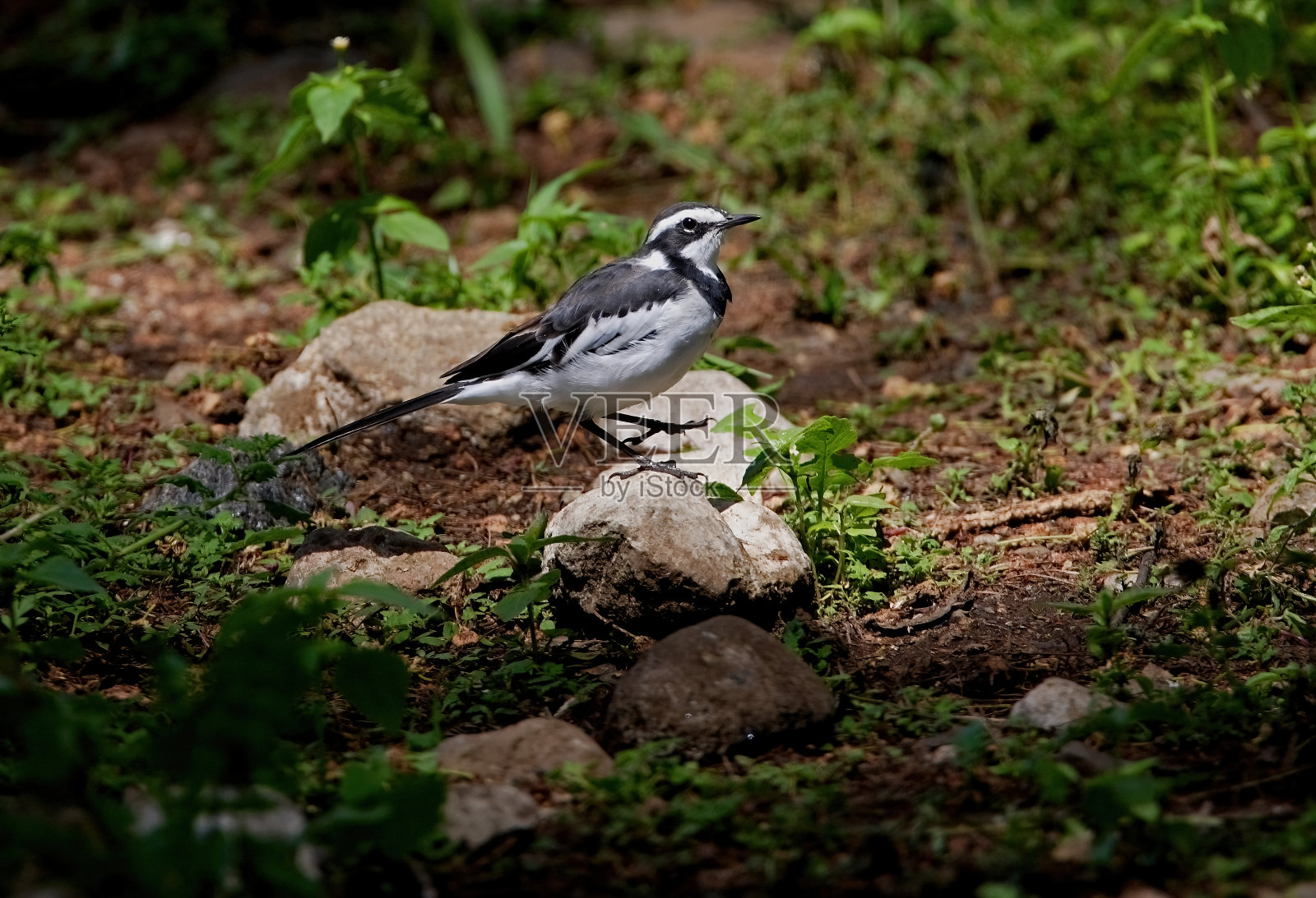 非洲斑驳的鹡鸰照片摄影图片