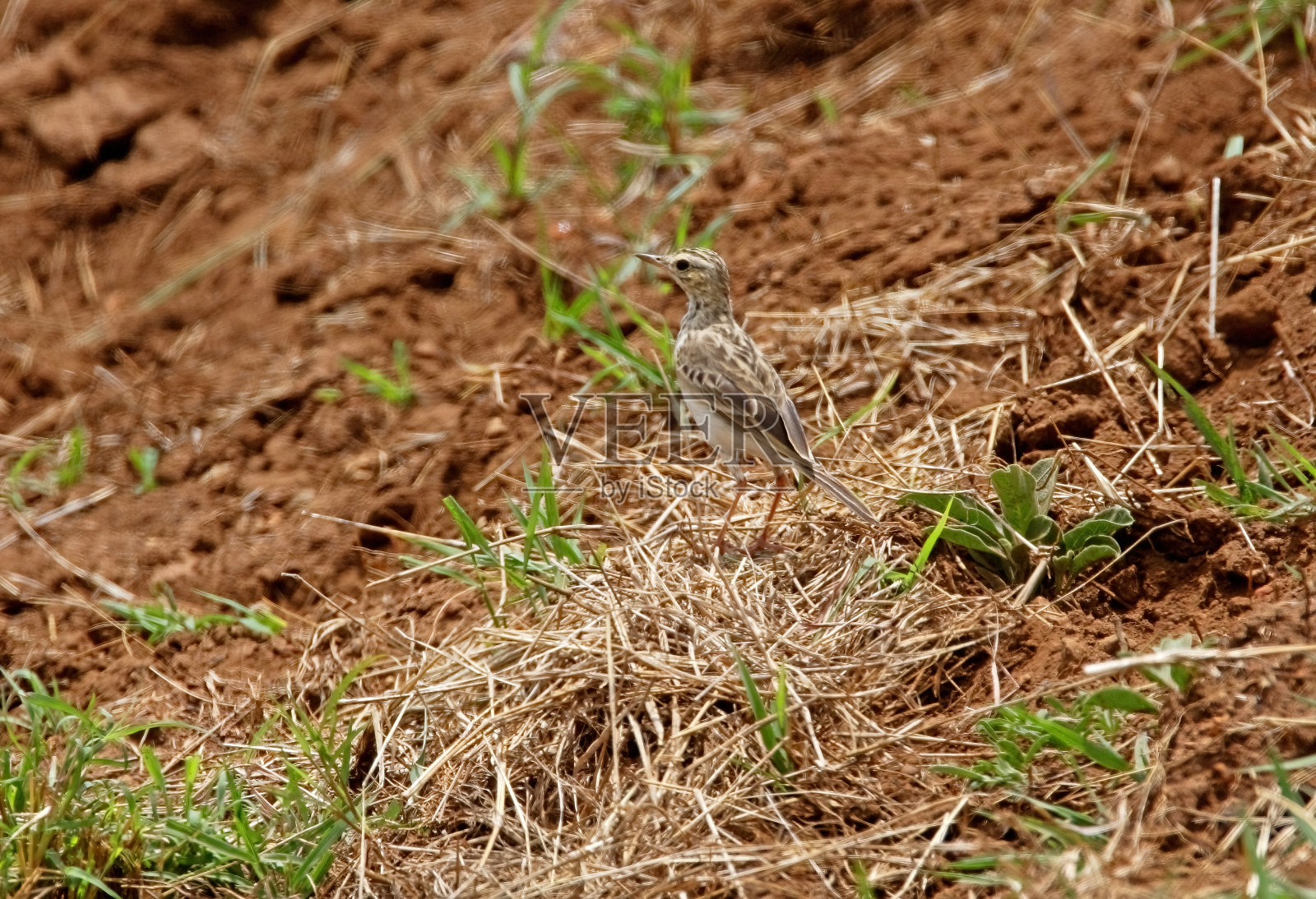 非洲琵琶照片摄影图片