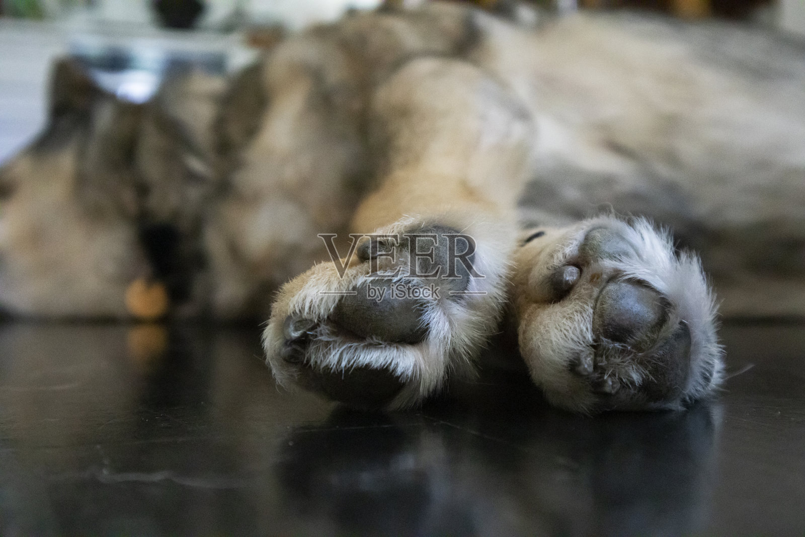 特写狗的爪子，睡在地板上照片摄影图片