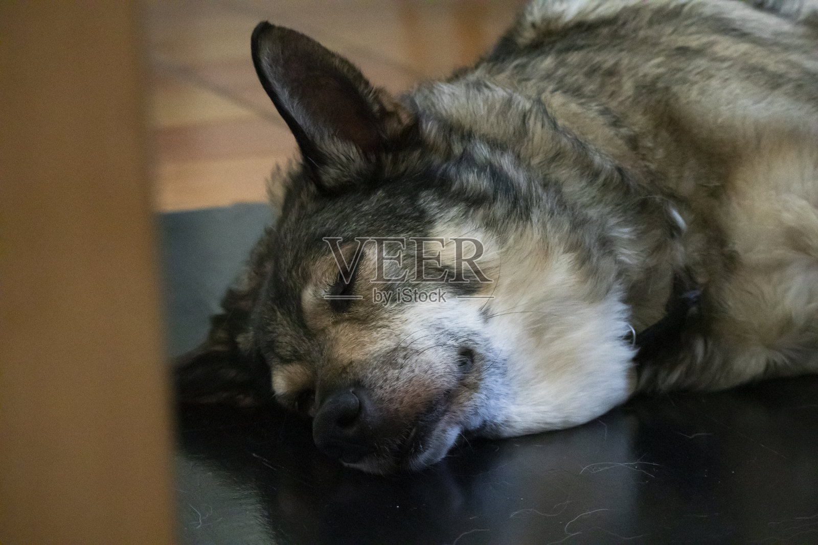 特写狗睡在地板上照片摄影图片