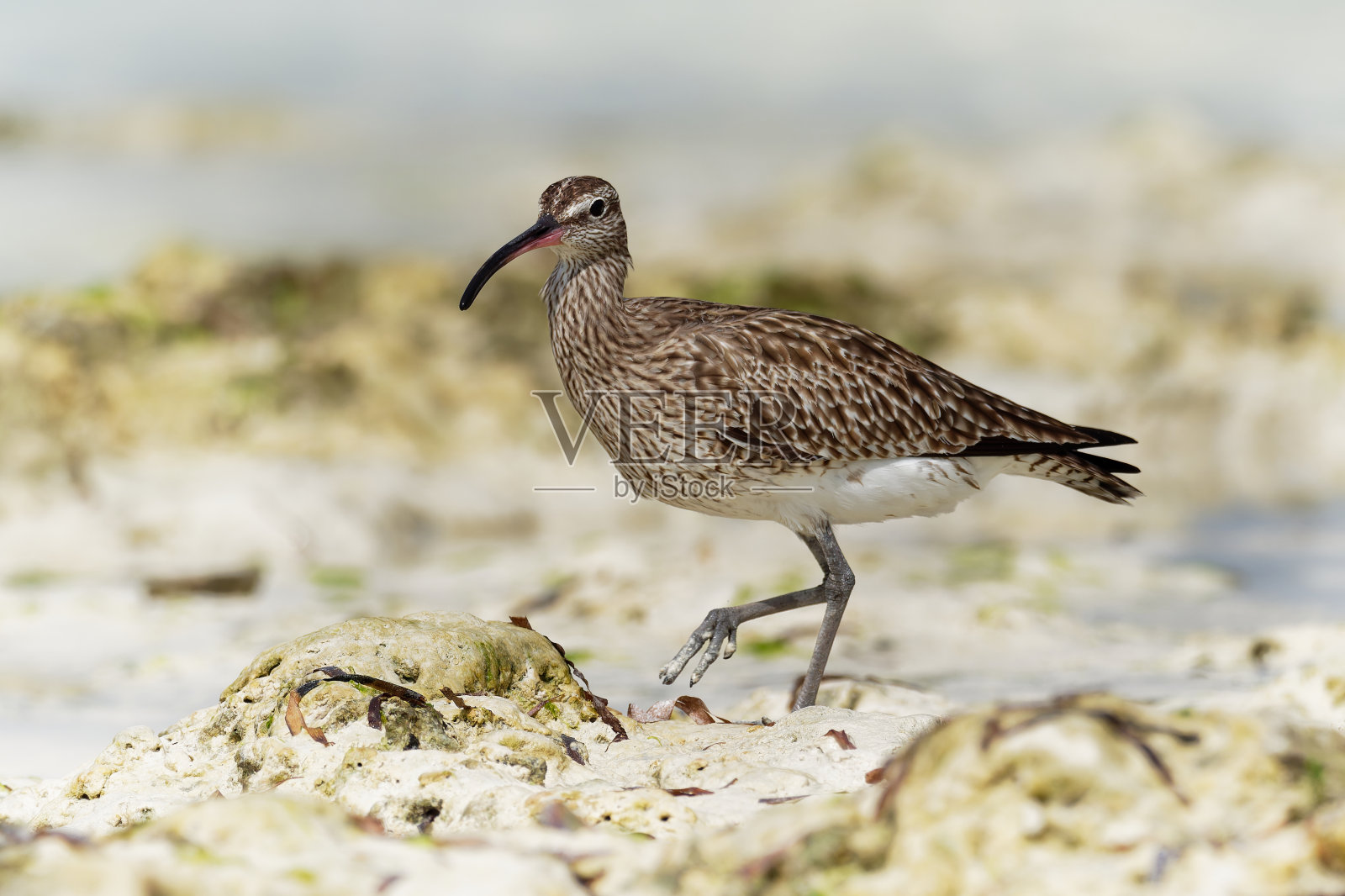 海怪鸟——纽曼纽斯·菲欧普斯，一种长喙涉水鸟，以海浪为背景，站在低潮的沙滩上觅食。蓝色的海洋和非洲海岸线。照片摄影图片