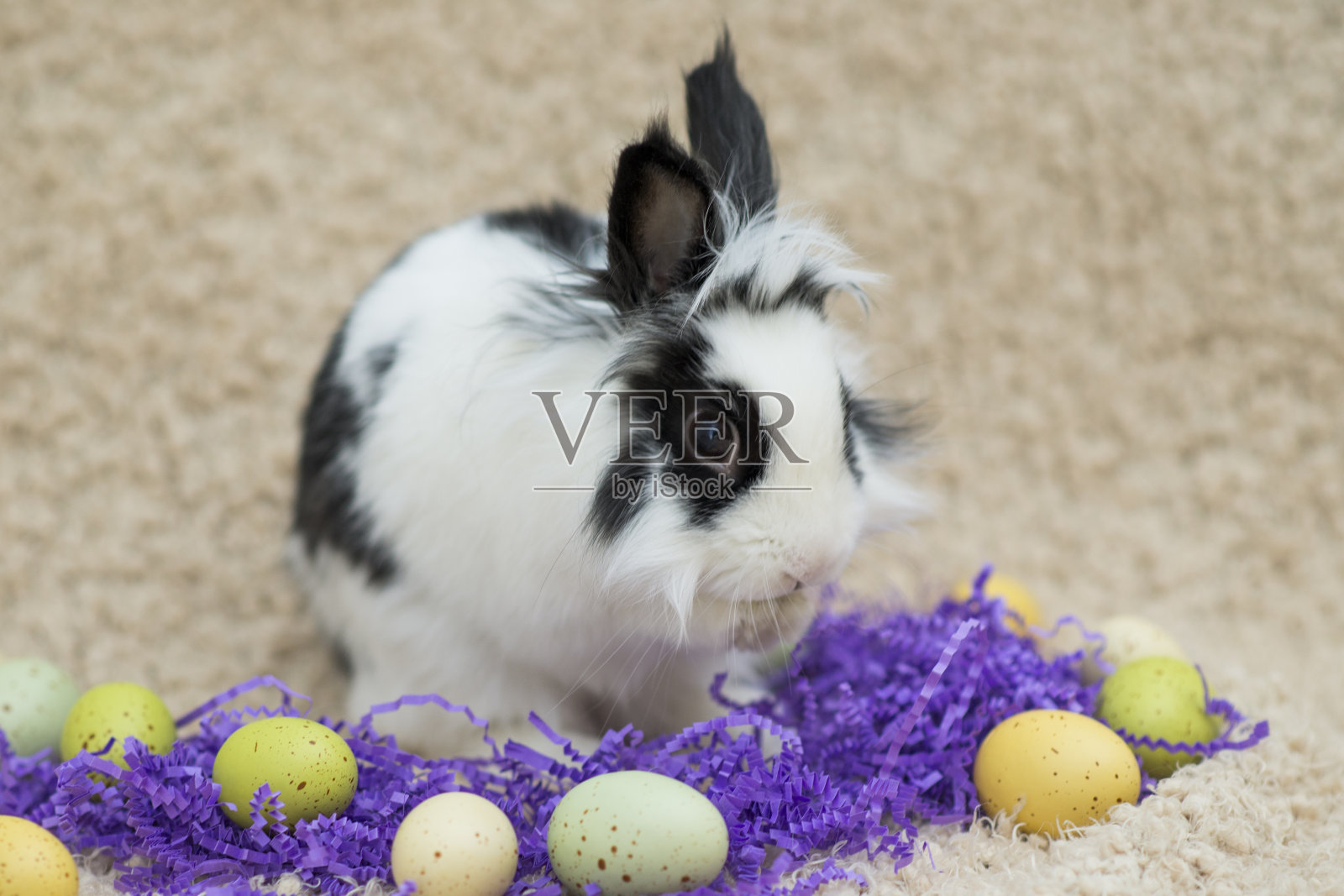 兔子洗脸照片摄影图片