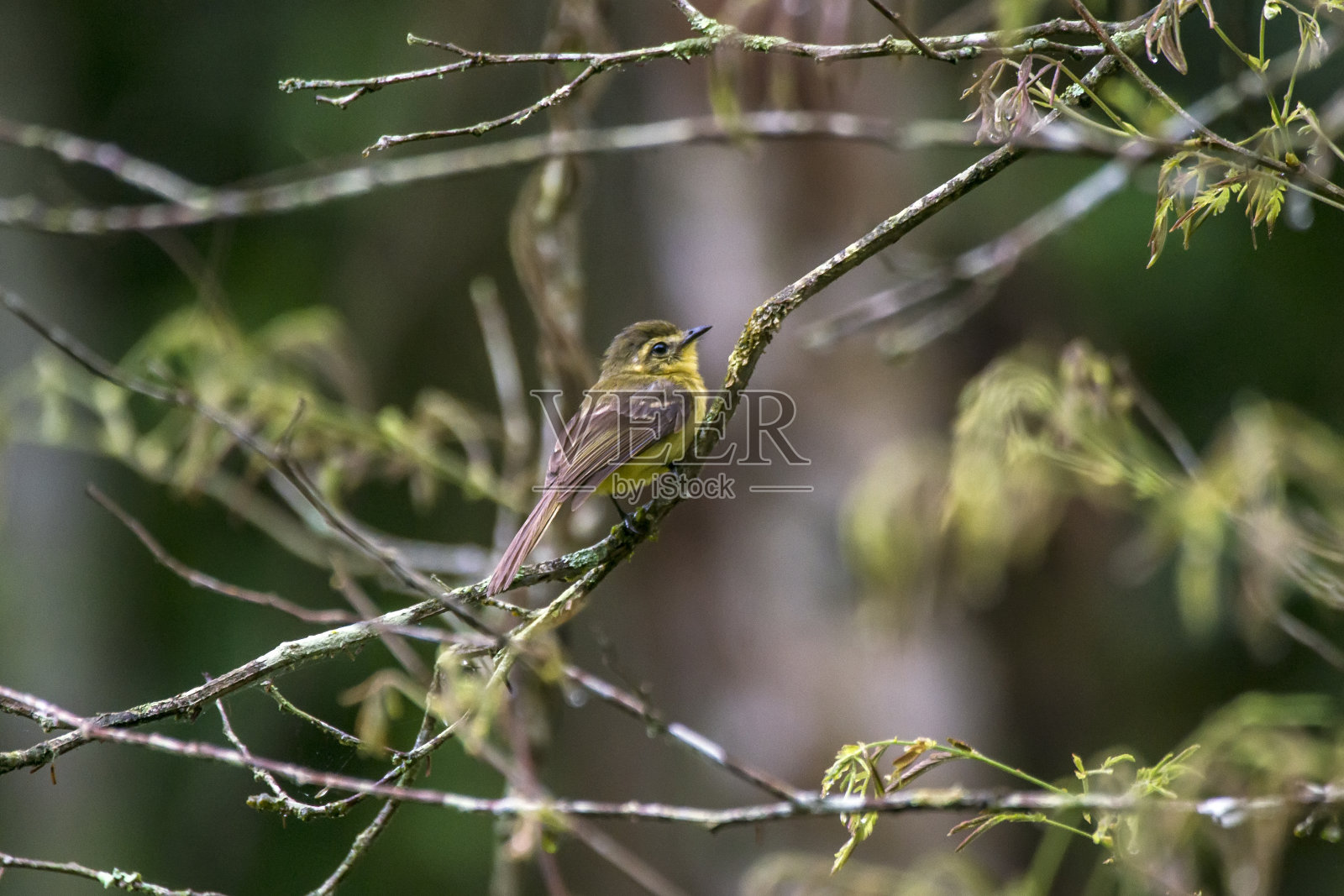 黄色Tyrannulet拍摄于圣玛丽亚德杰提巴，圣埃斯皮里托。巴西东南部。照片摄影图片