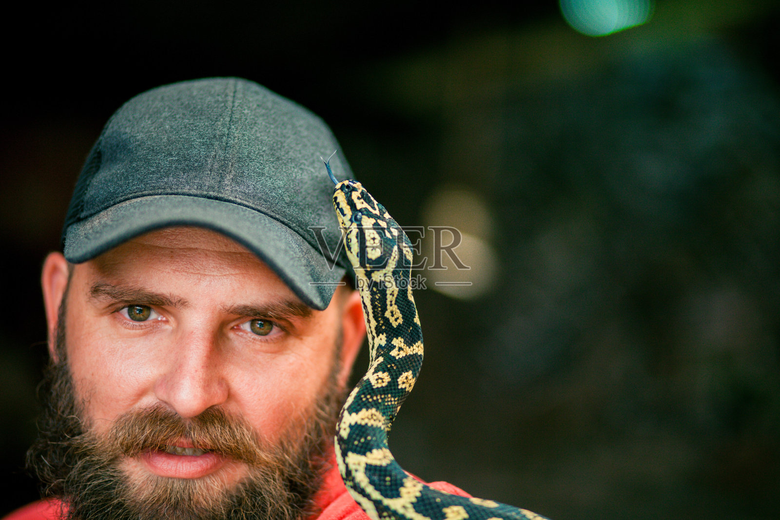 不寻常的野生宠物照片摄影图片