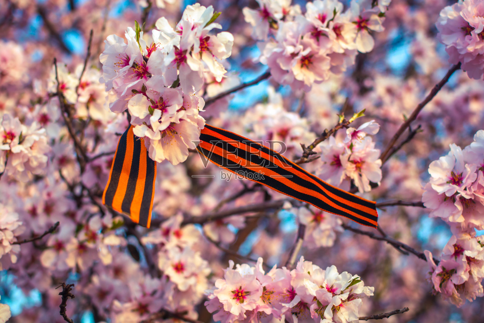 圣乔治丝带照片摄影图片