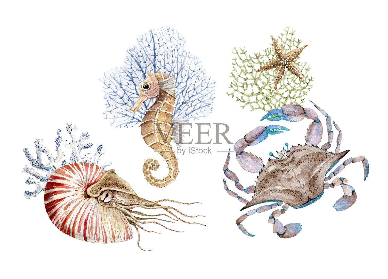 一套水彩插图在海洋风格孤立的白色背景。手绘海洋生物蟹，珊瑚和贝类插画图片素材