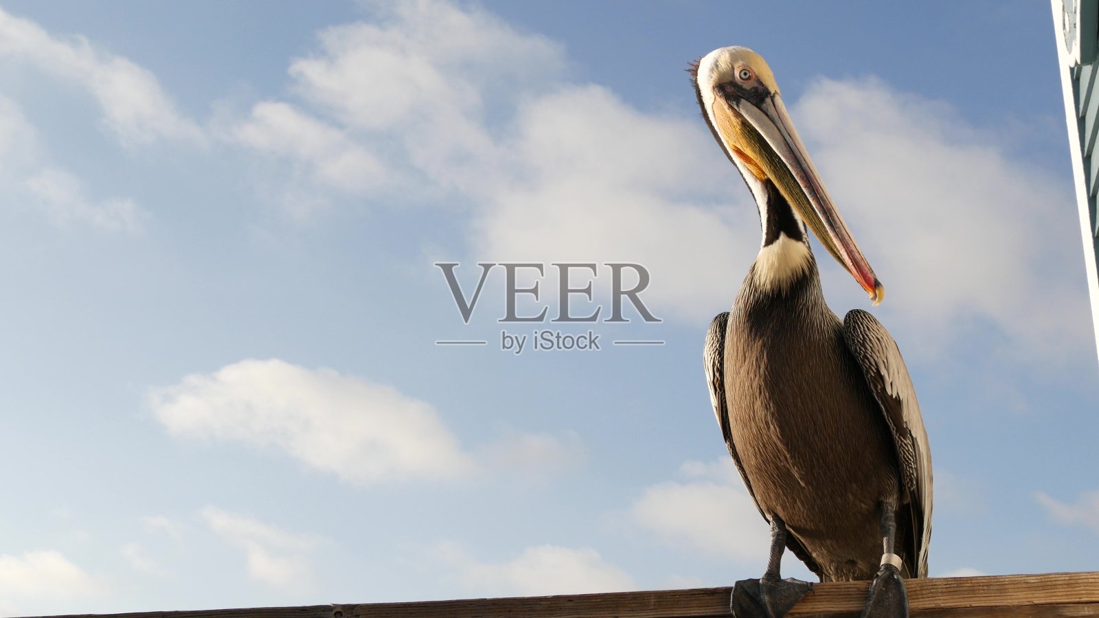 美国加州海岸码头上的野生褐鹈鹕。沿海大雁，大鸟。比尔的大喙照片摄影图片