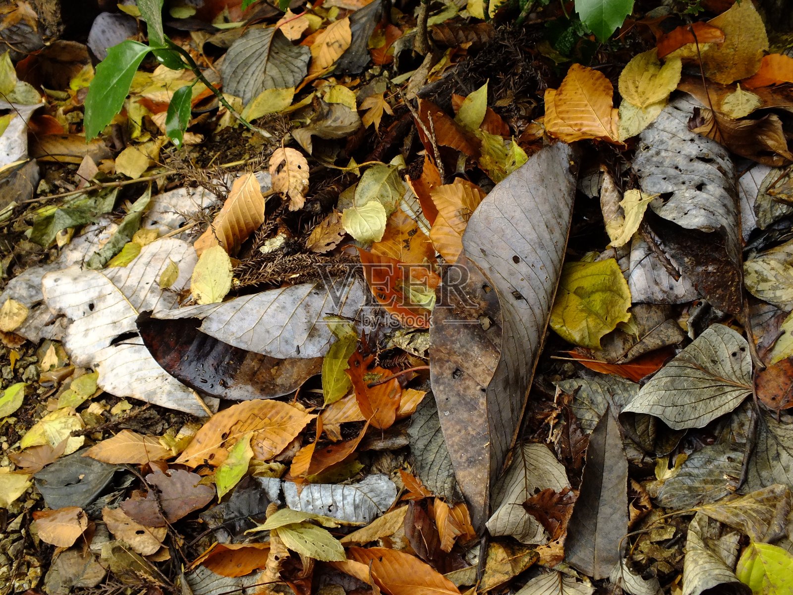 日本东京八王子高雄山照片摄影图片