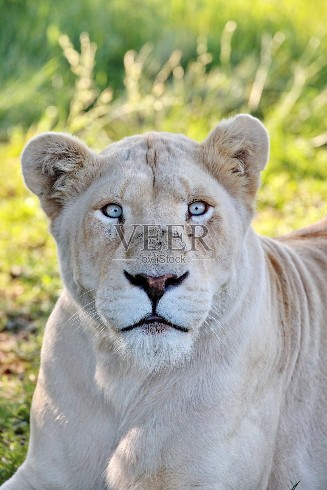 白狮母7977照片摄影图片