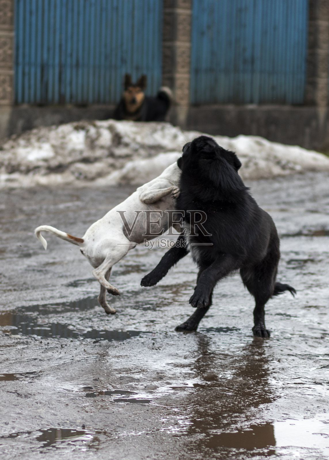 两只流浪狗咬人。照片摄影图片