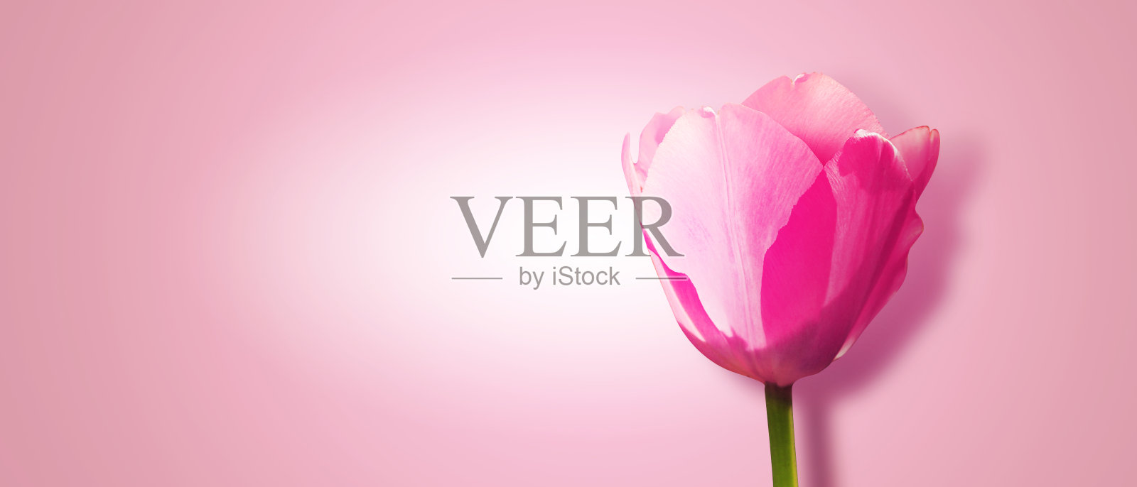 彩色背景上的郁金香照片摄影图片