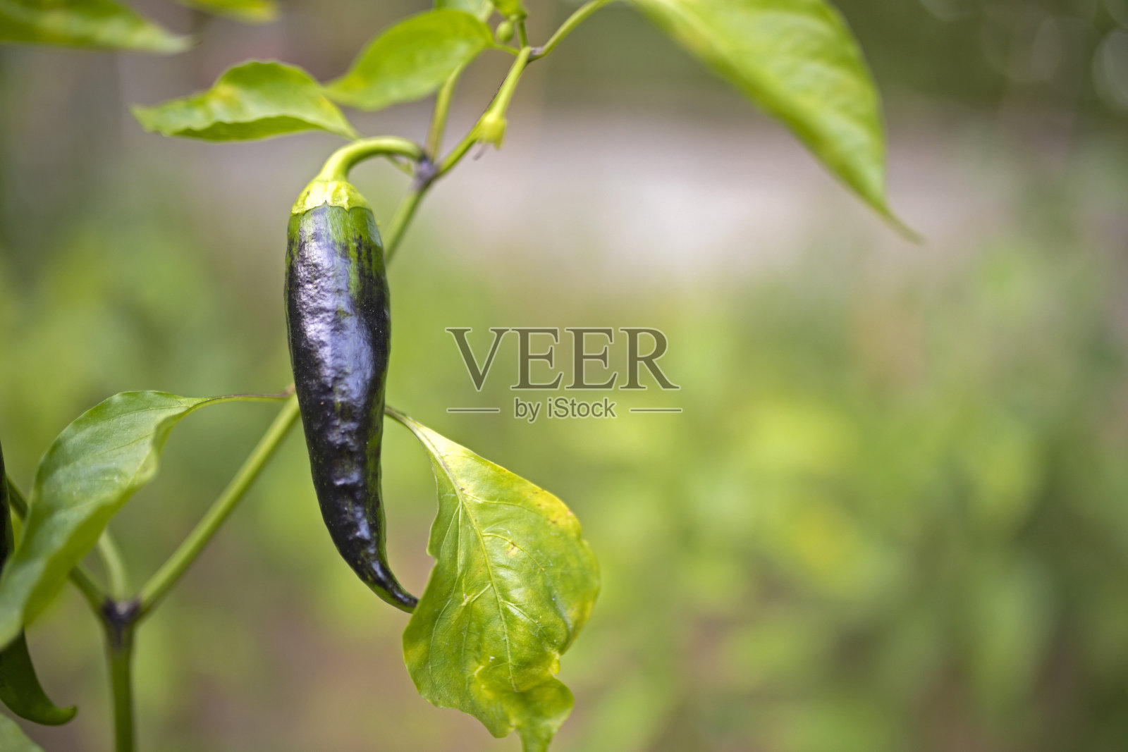 花园里的青椒照片摄影图片