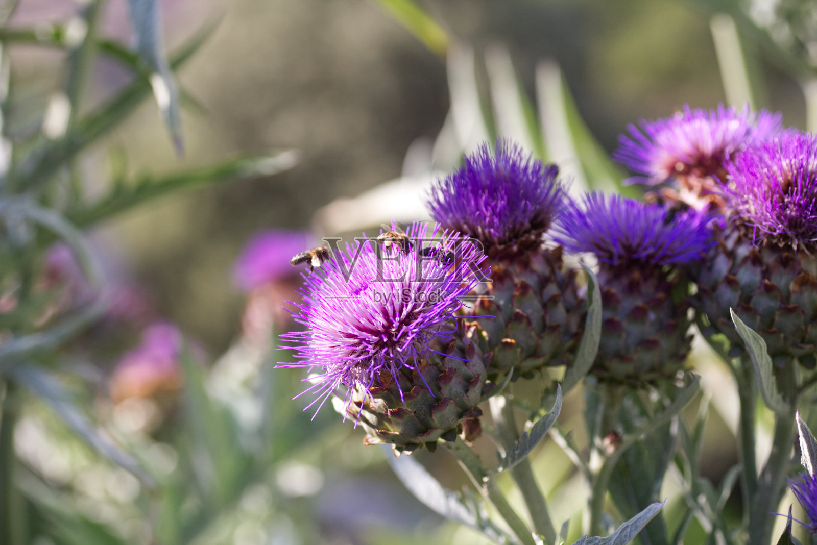 洋蓟和蜜蜂照片摄影图片