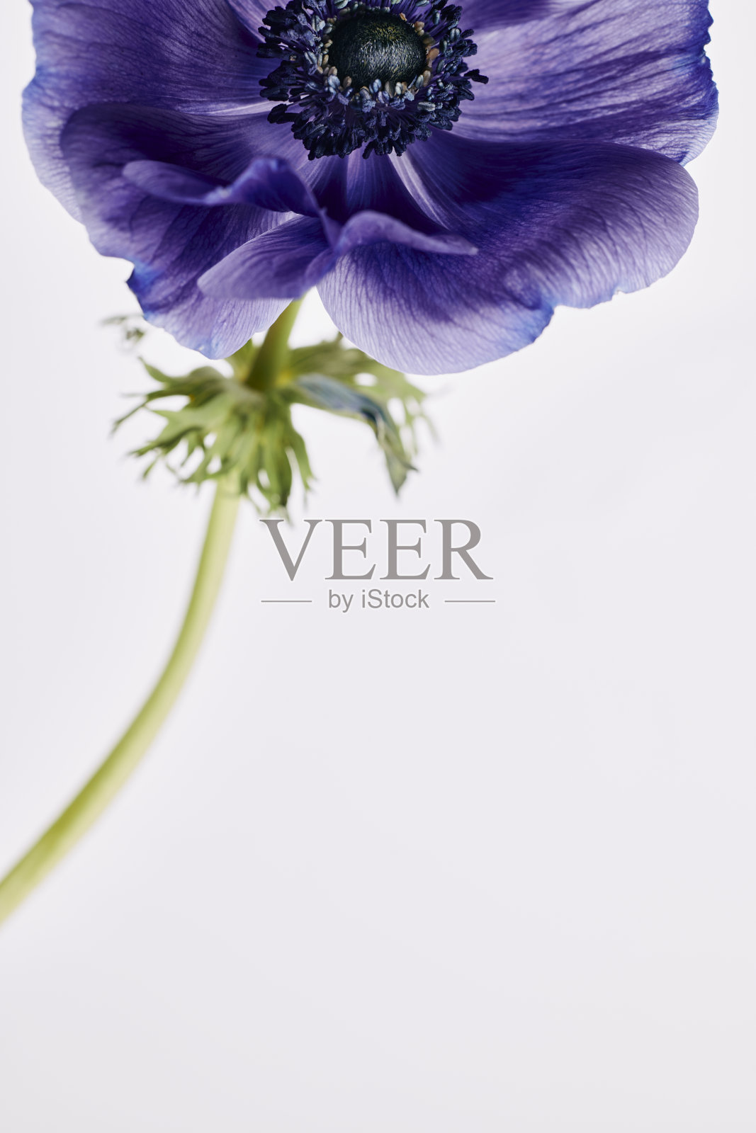 一个单一的蓝色紫色银莲花花的近距离细节在一个朴素的白色背景。照片摄影图片