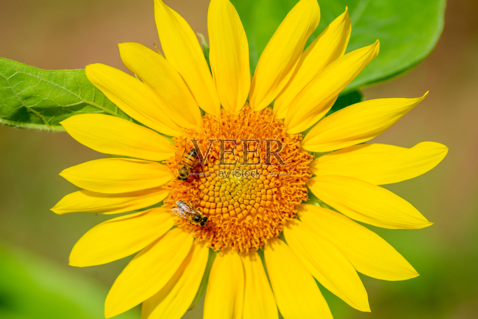 向日葵顶部有昆虫照片摄影图片