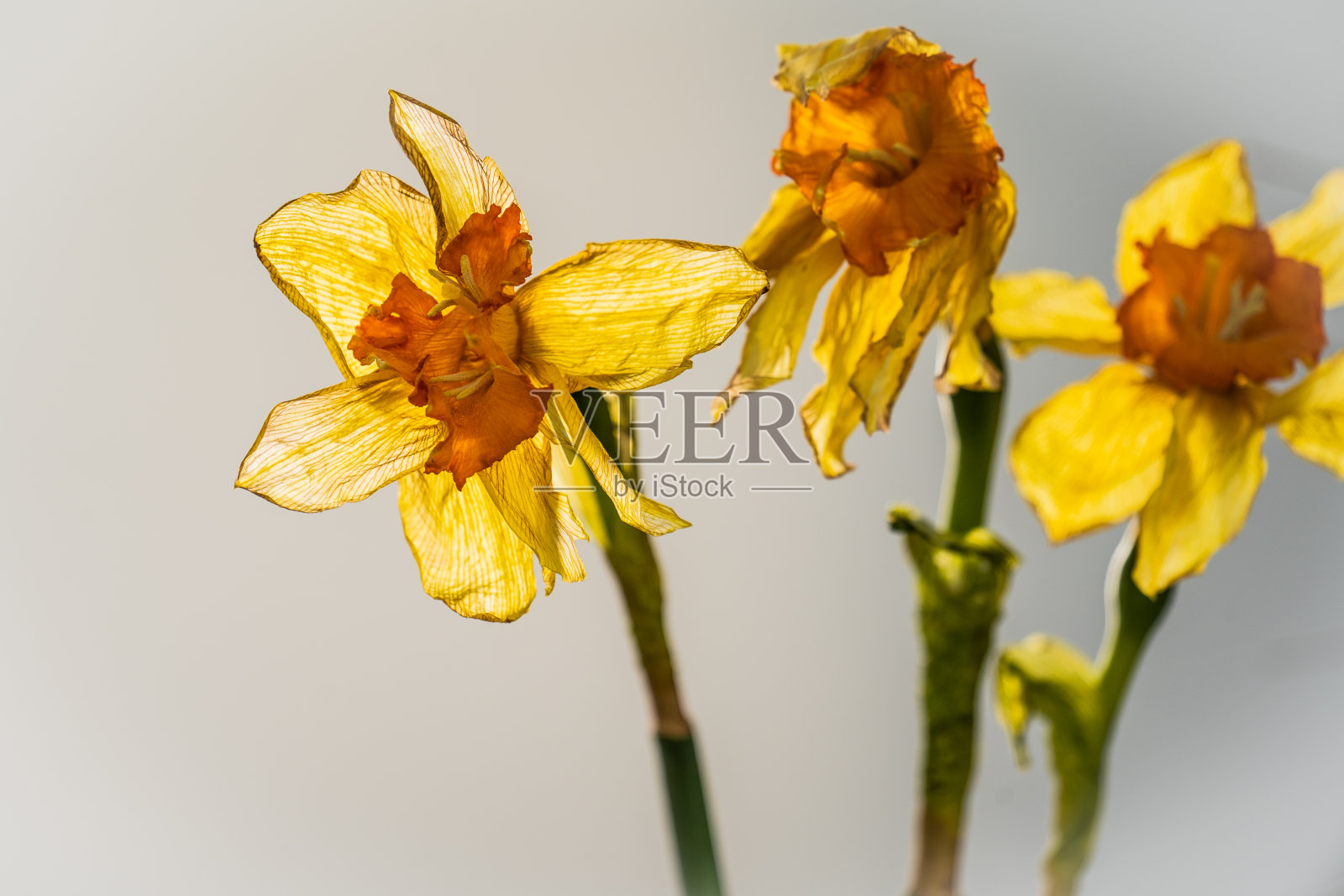 干水仙花照片摄影图片