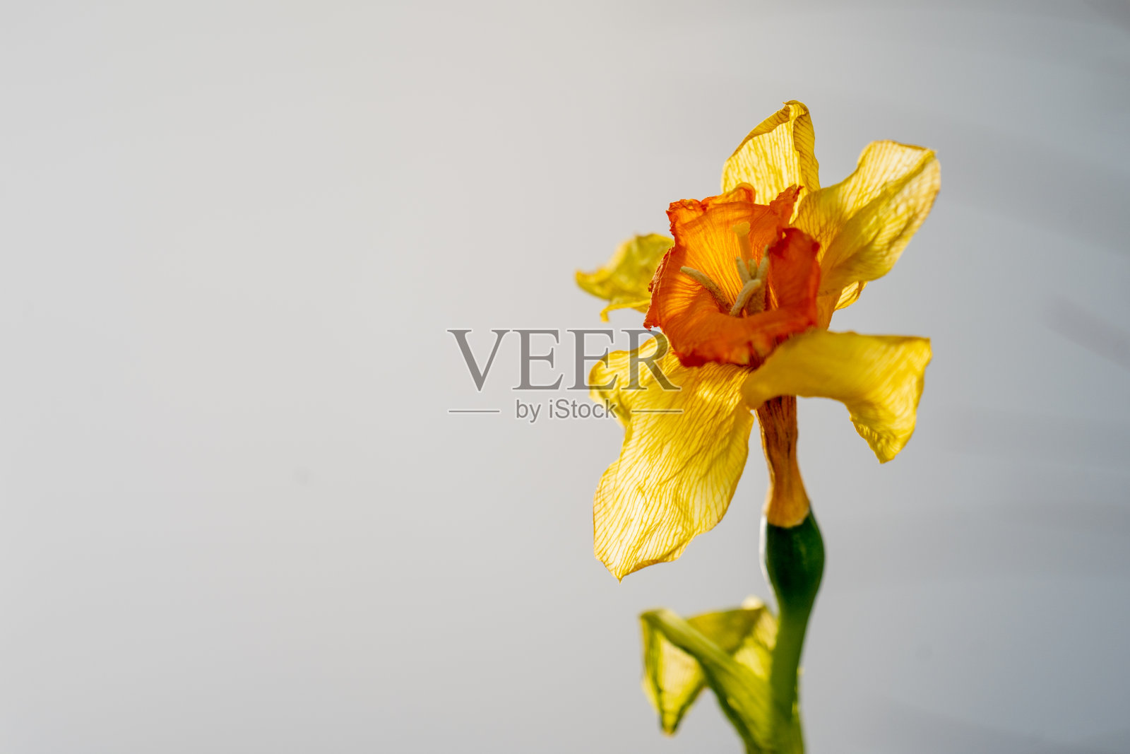 干水仙花照片摄影图片