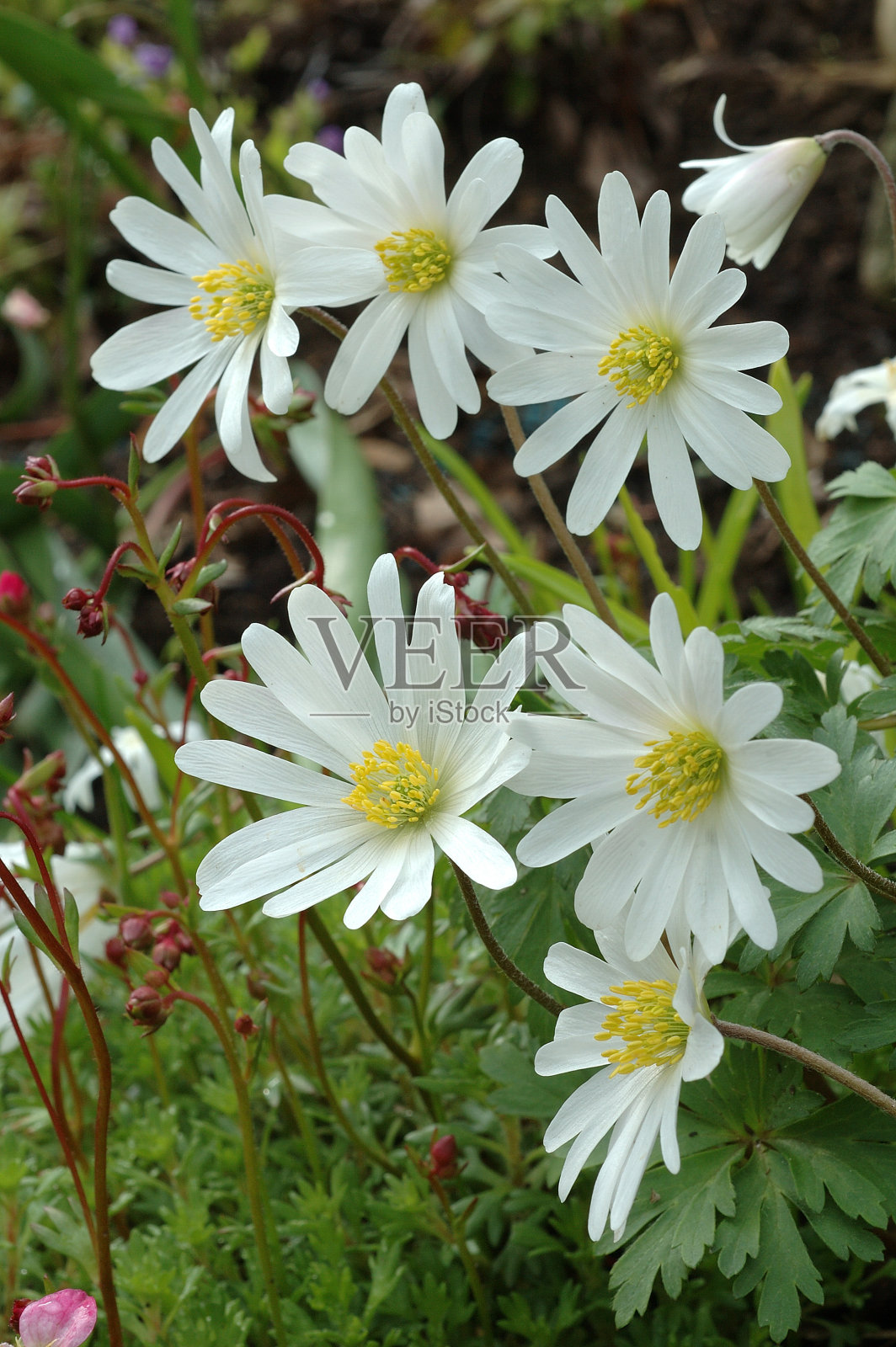 希腊银莲花照片摄影图片
