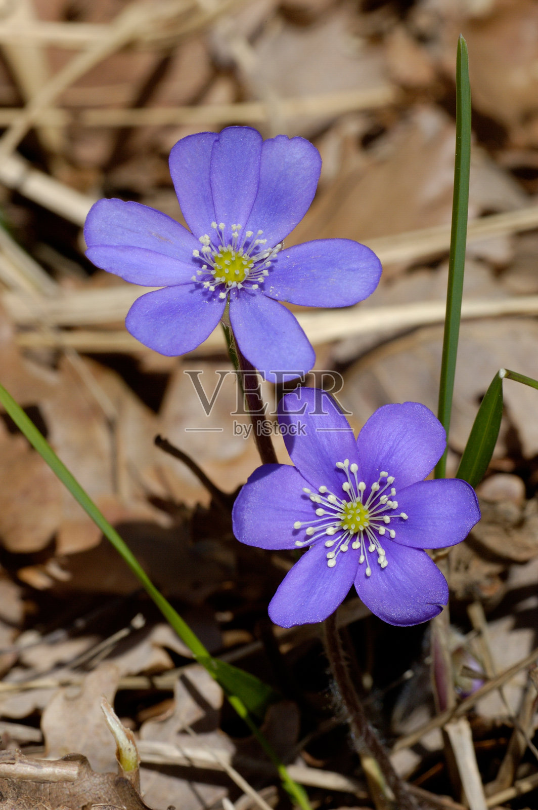 苔类照片摄影图片