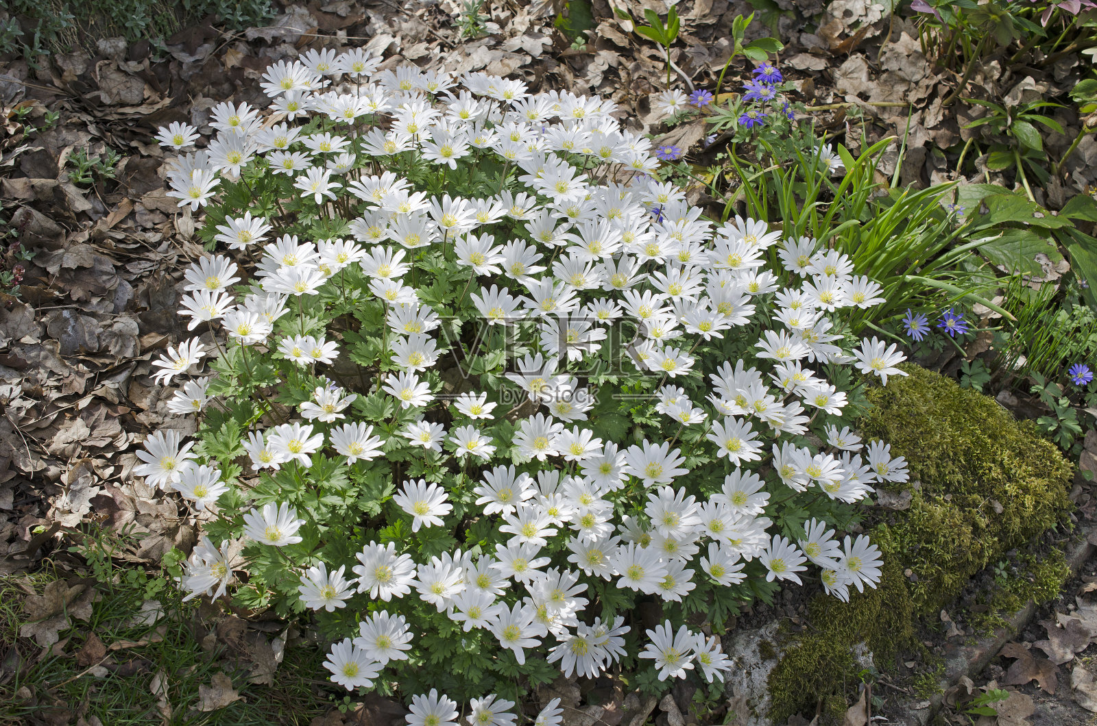 希腊银莲花照片摄影图片