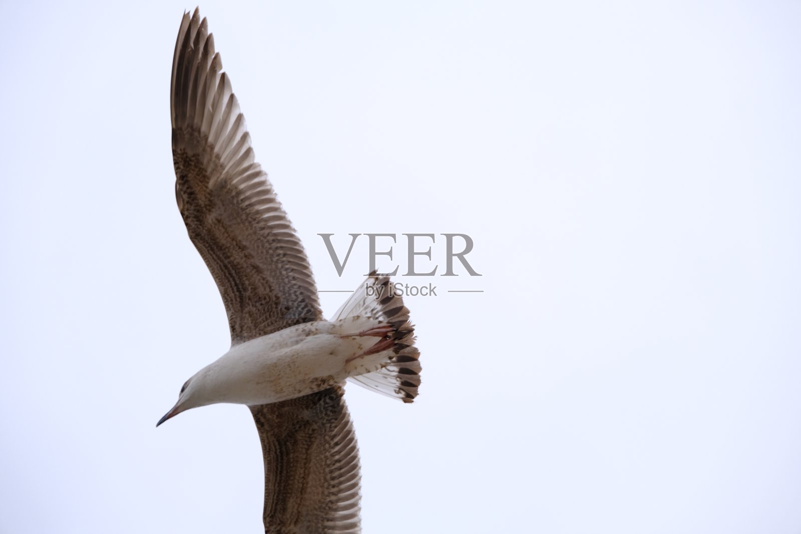 一只只又大又大的海鸥在天空中自由飞翔照片摄影图片