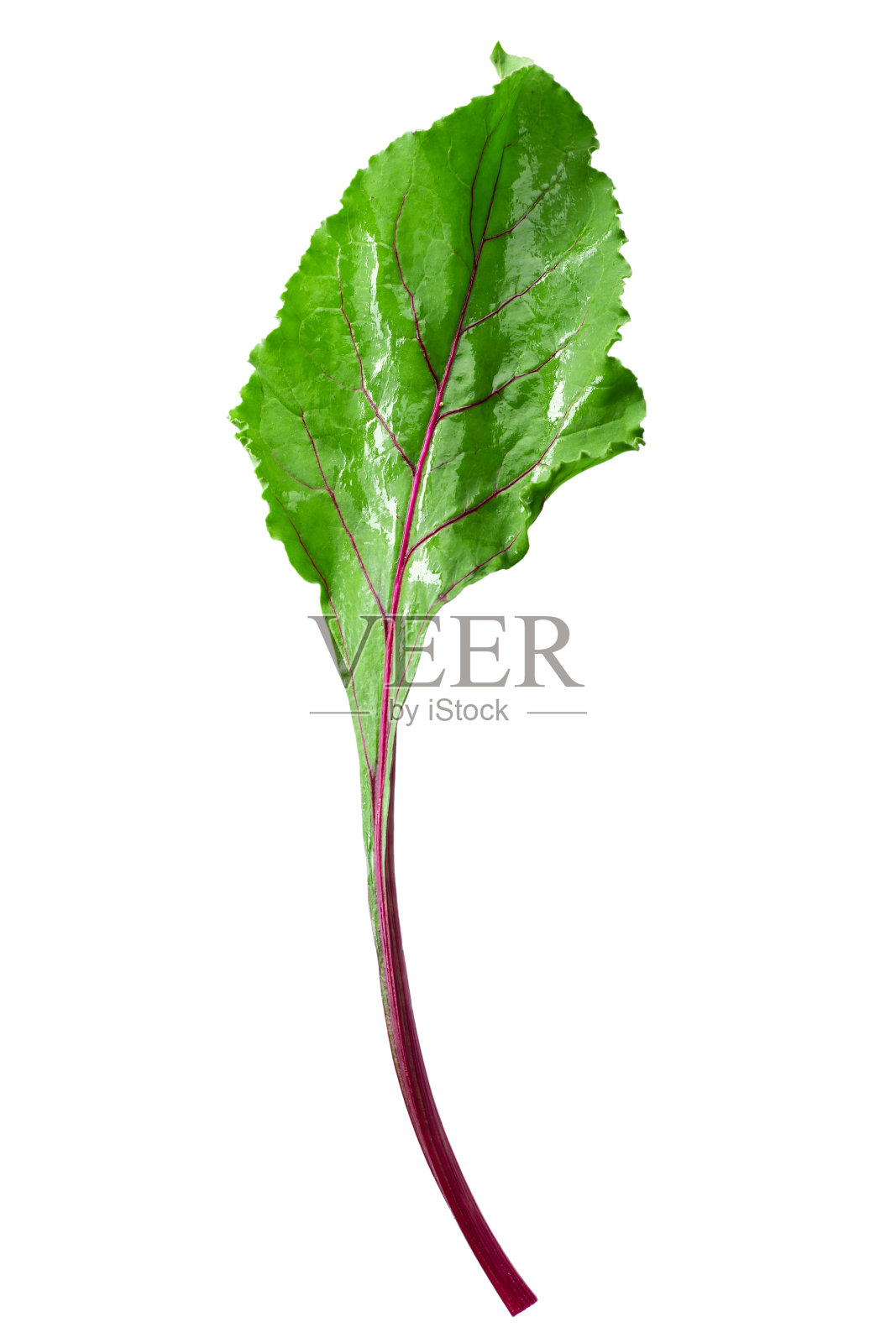 在白色背景上分离的新鲜的，年轻的甜菜叶。健康食品的概念。照片摄影图片