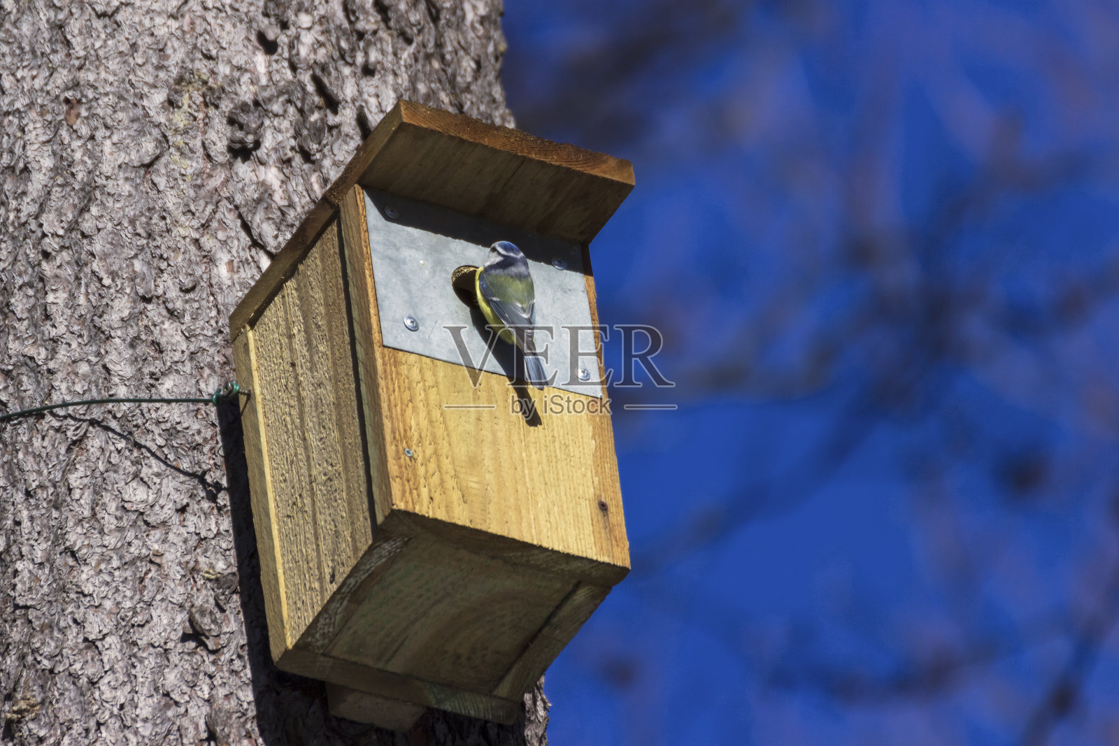 公园里春天树上的鸟笼照片摄影图片
