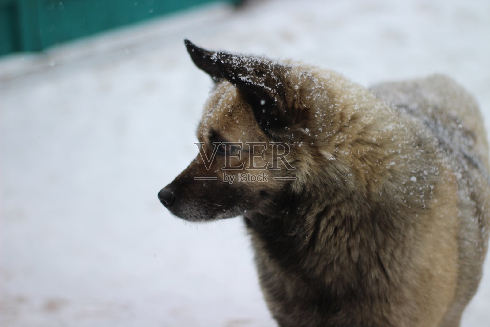 毛茸茸的狗在下雪的冬天美丽的下雪照片摄影图片