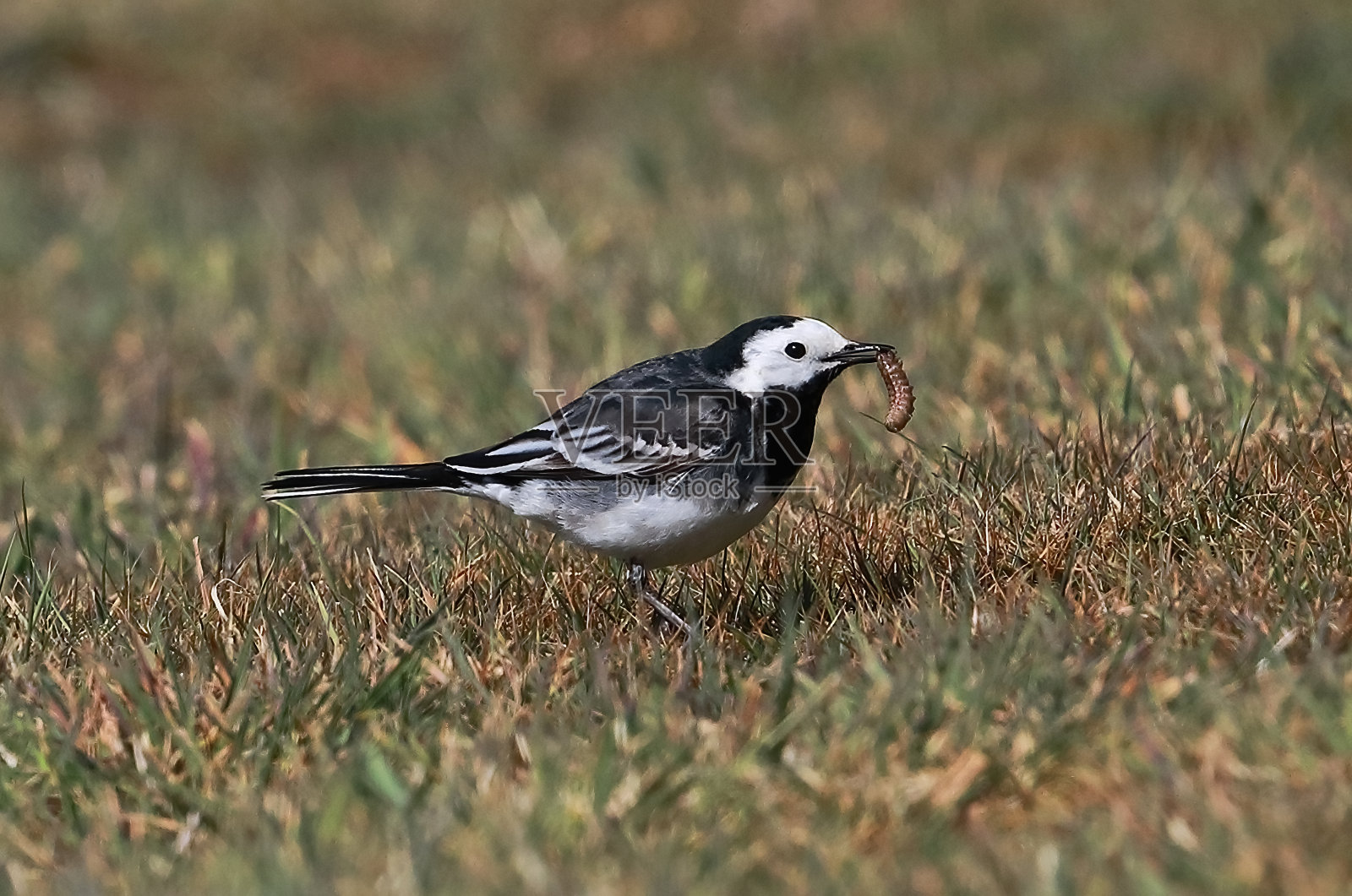 皮德瓦格尾照片摄影图片
