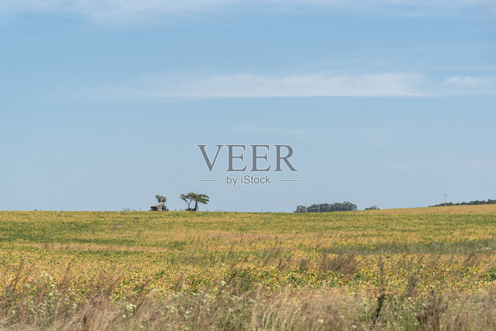 黄豆种植(glycine max)和收获前阶段照片摄影图片