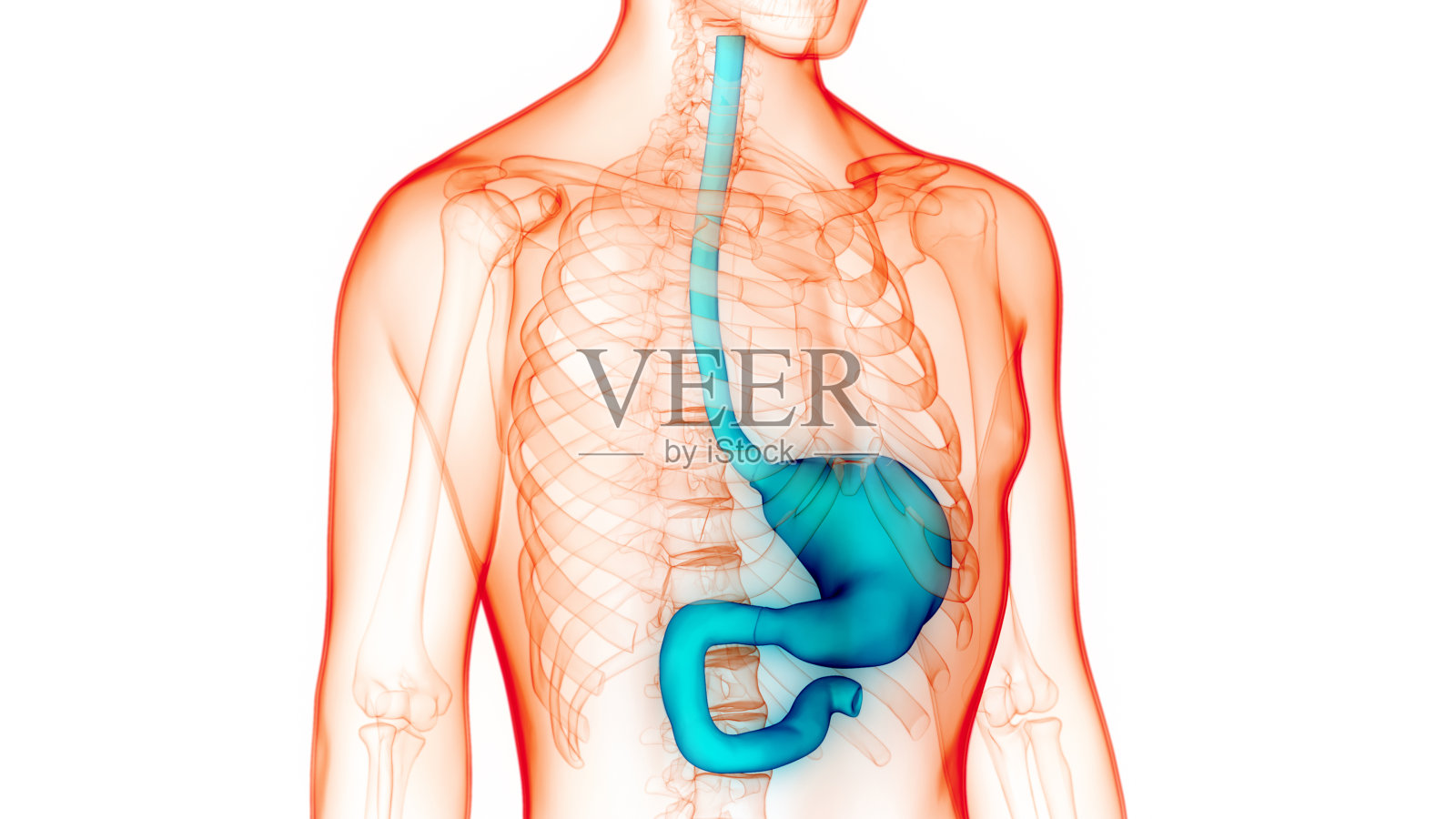 人体消化系统胃解剖学照片摄影图片
