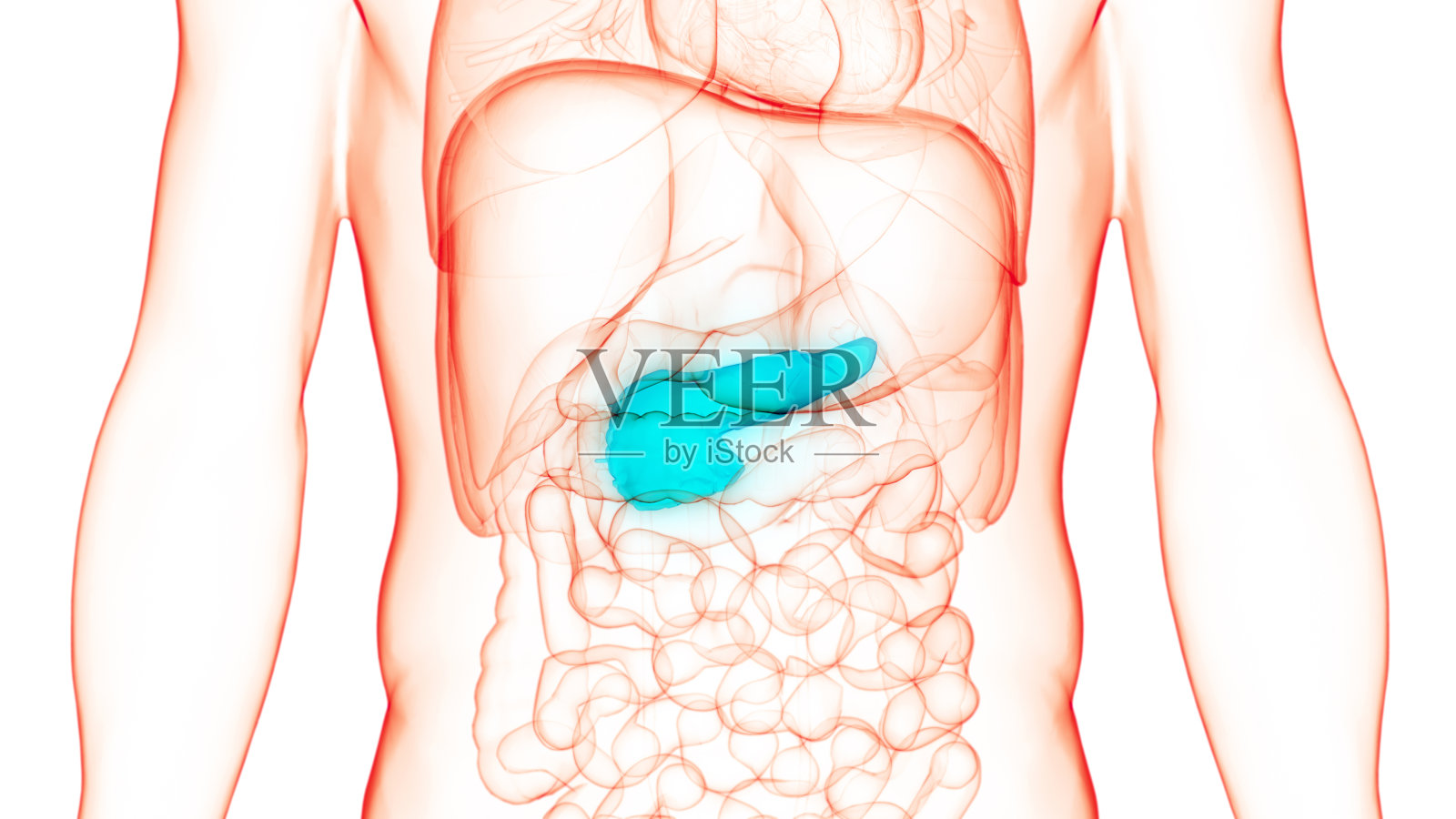 人体内脏器官及胰腺解剖照片摄影图片
