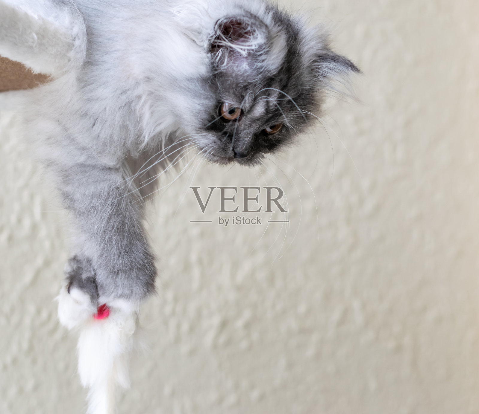 灰色的小猫特写镜头。灰色的土耳其小安哥拉猫在玩小白鼠玩具。世界宠物日，关爱宠物的概念。照片摄影图片